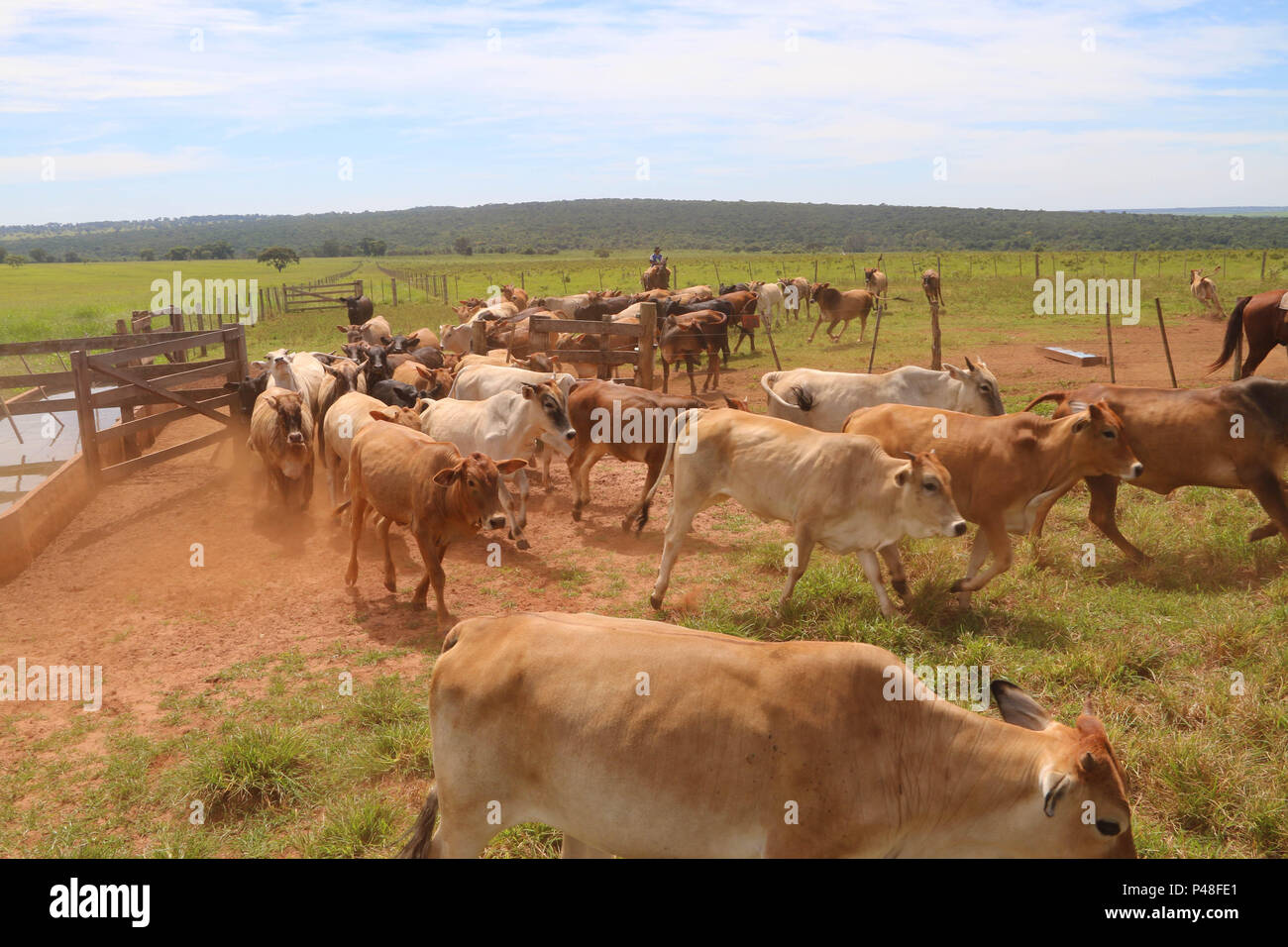 Peão tocando boiada na Transpantanera no Pantanal. Stock Photo