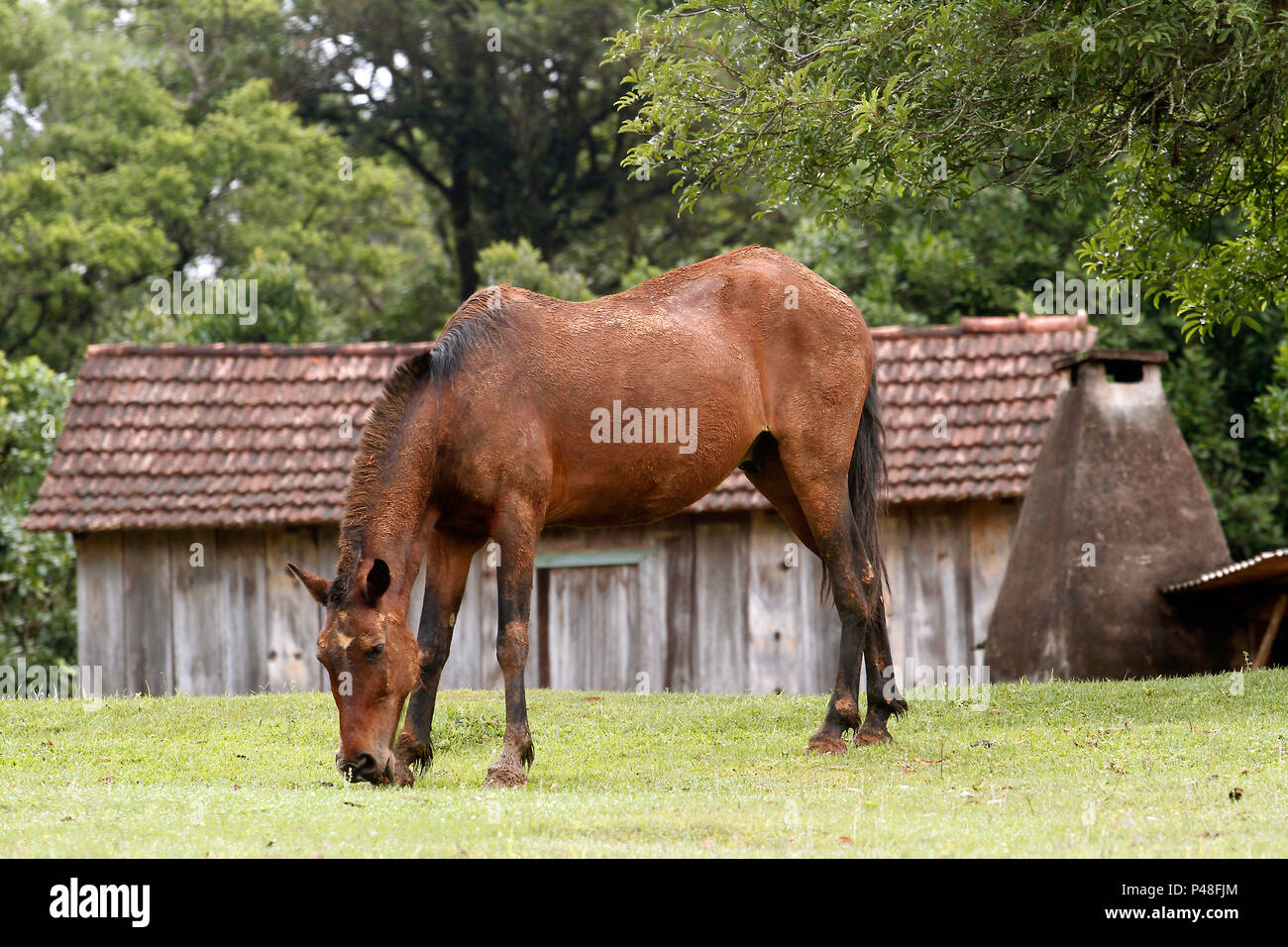 Cavalo cavalgando na bahia imagem editorial. Imagem de freio - 204124325