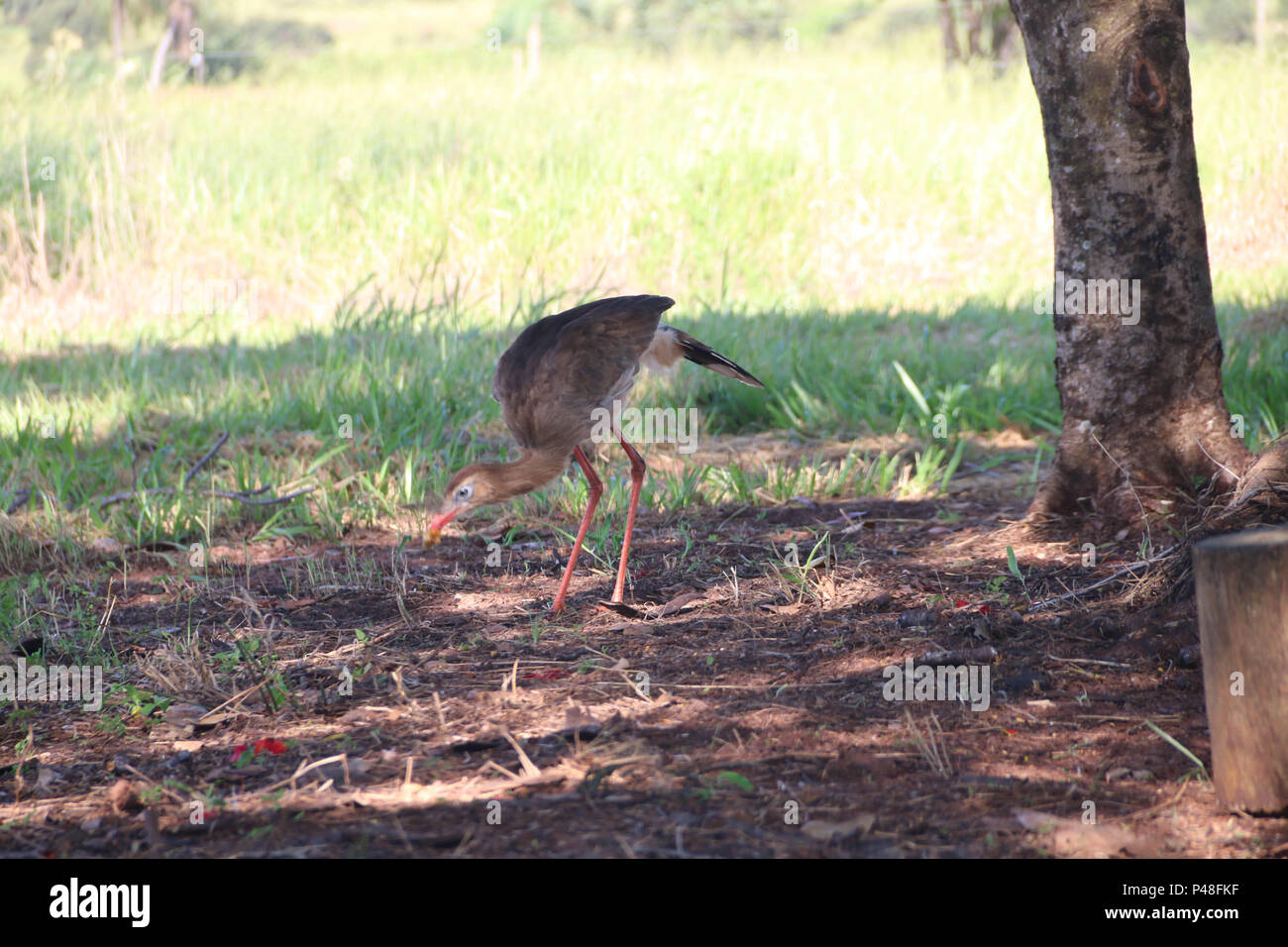 NOVA ANDRADINA, MS - 24.03.2015: SERIEMAS - Aves seriemas (cariama cristata) são vistas em fazenda na cidade de Nova Andradia, MS. (Foto: André Chaco / Fotoarena) Stock Photo