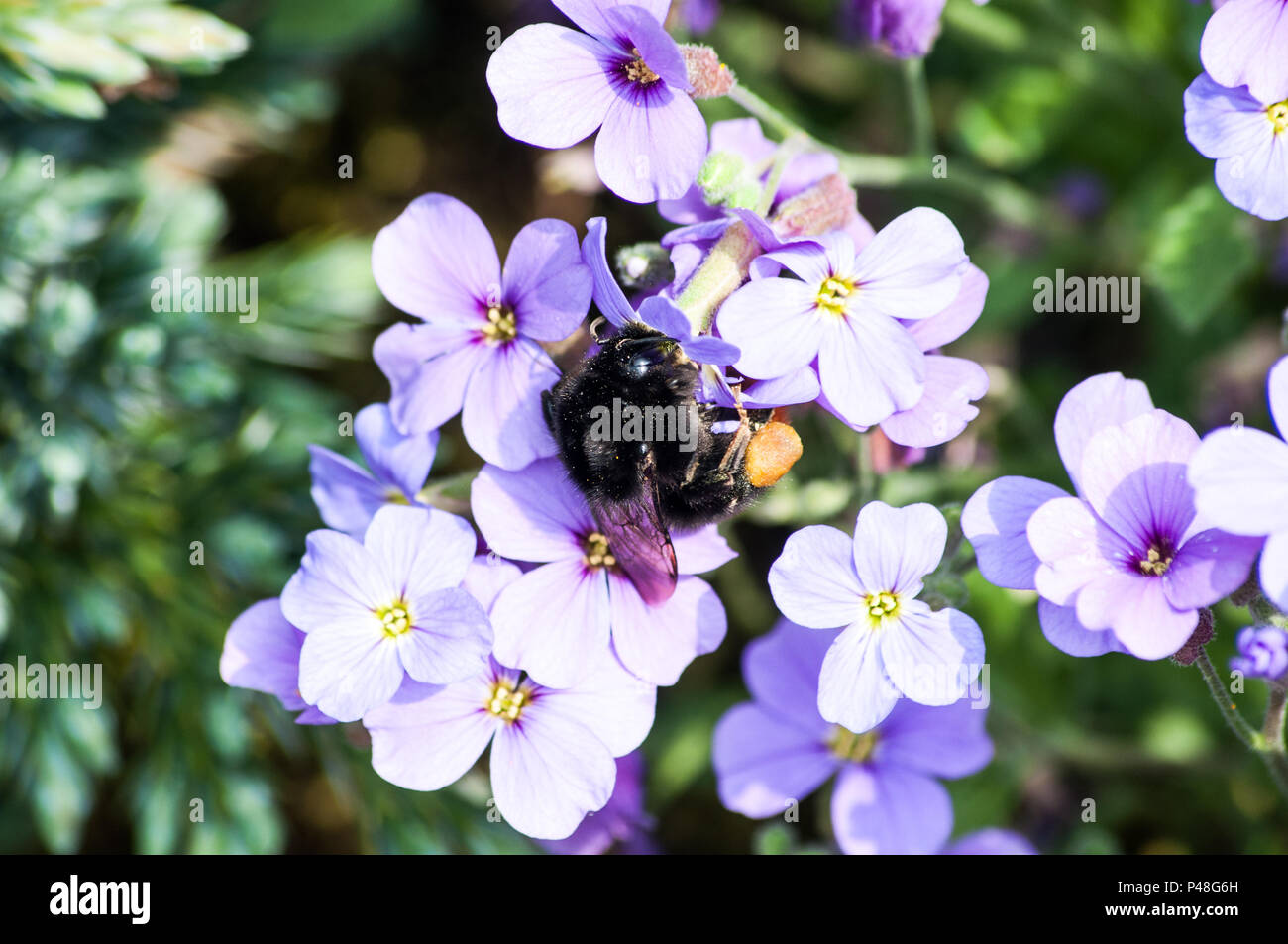 Bee collecting pollen on flowers Stock Photo Alamy