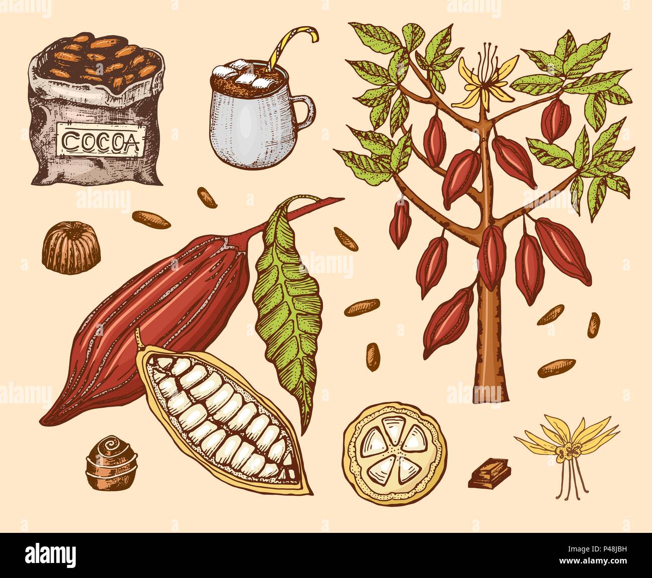 Cocoa beans and hot chocolate. Natural organic product. Seeds of fruit on the plantation. Tree and an old bag with farm products. trendy cute vector illustration. Stock Vector