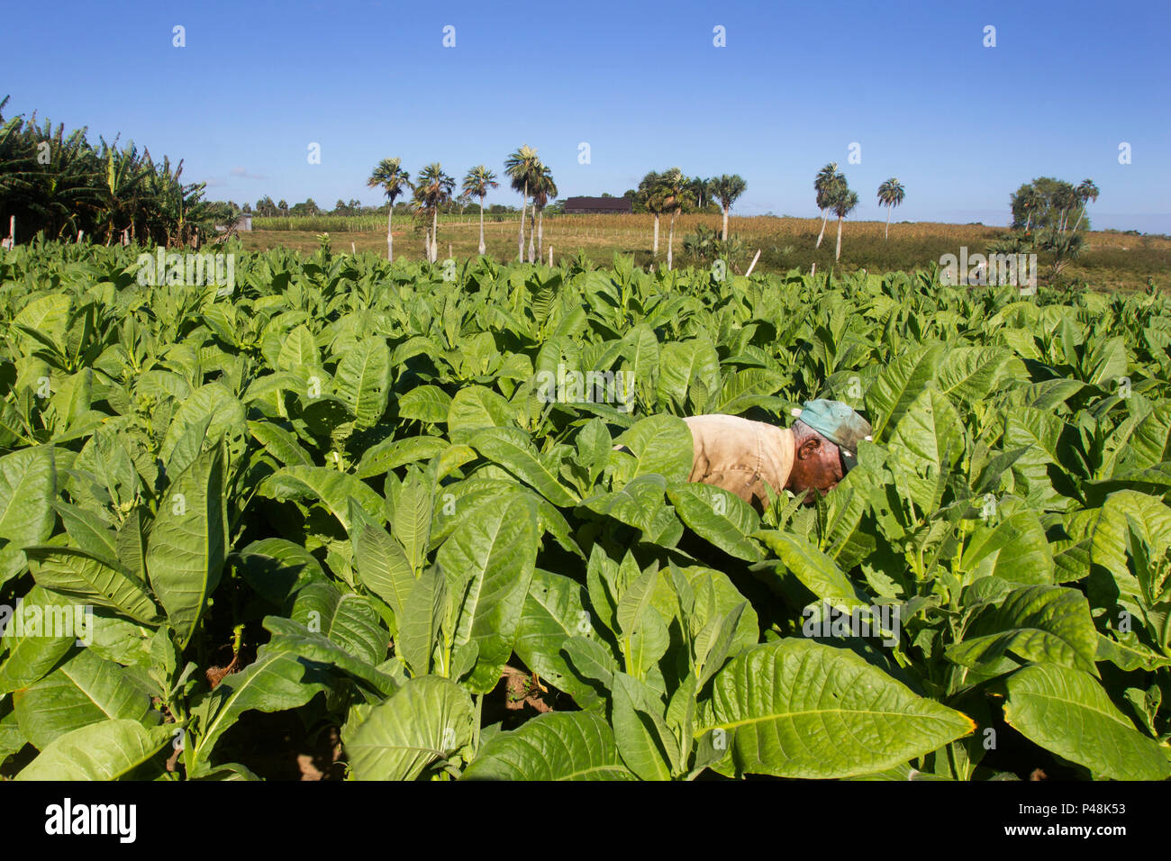 eric burdon and war tobacco road Eric Burdon & War