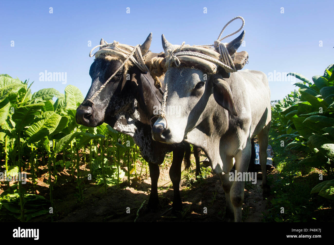 Define Yoke Of Oxen Clipart