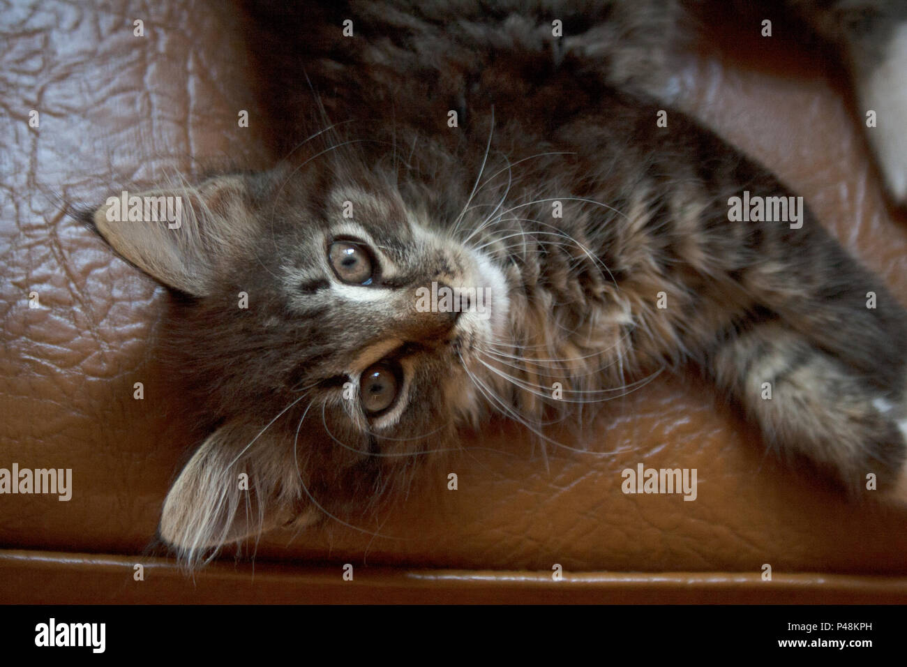 Grey tabby cat lying on brown leather chair from a high angle view ...