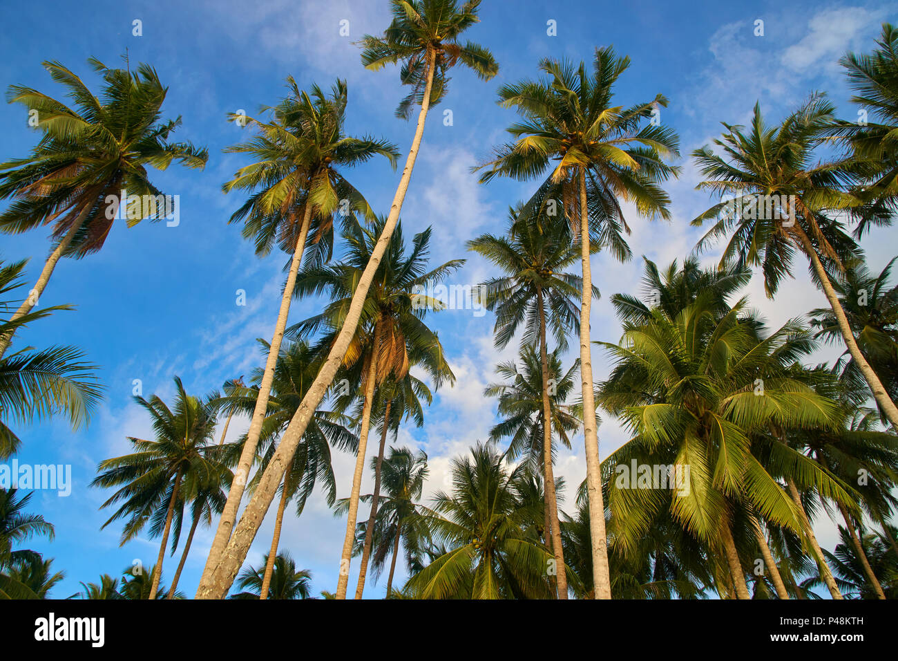 Coconut Plantation Philippines High Resolution Stock Photography and