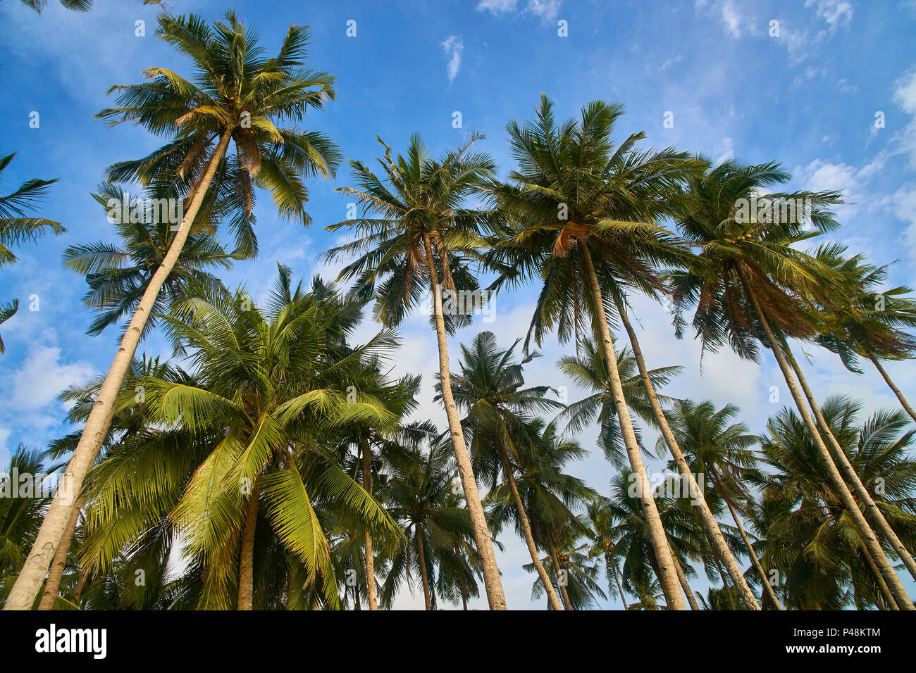 Coconut plantation philippines hires stock photography and images Alamy
