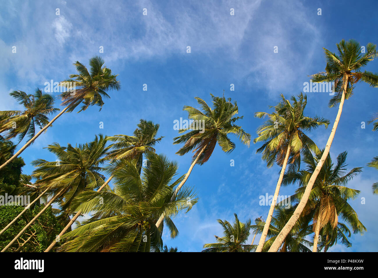 Coconut plantation philippines hires stock photography and images Alamy