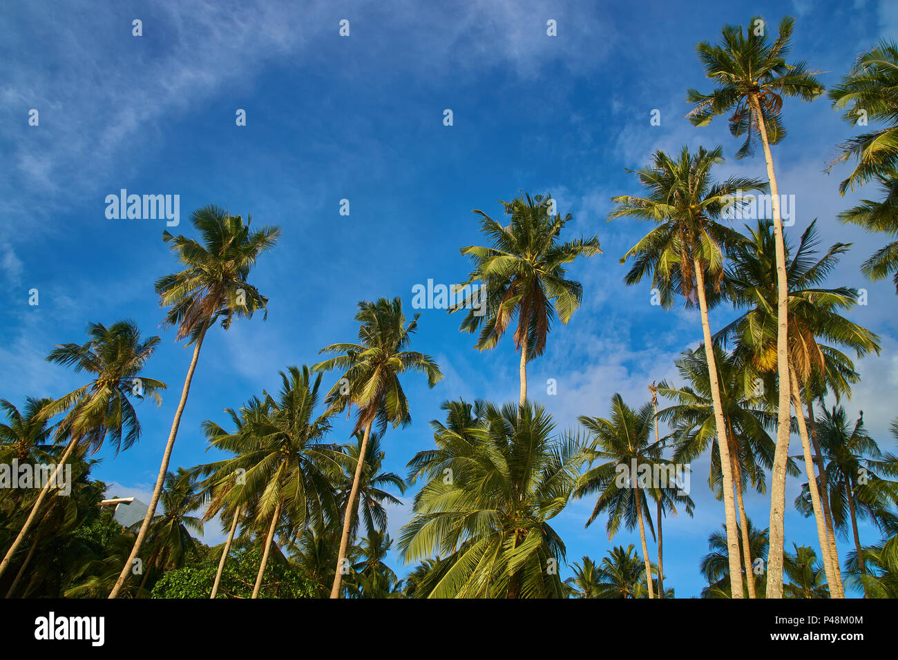 Coconut plantation philippines hires stock photography and images Alamy