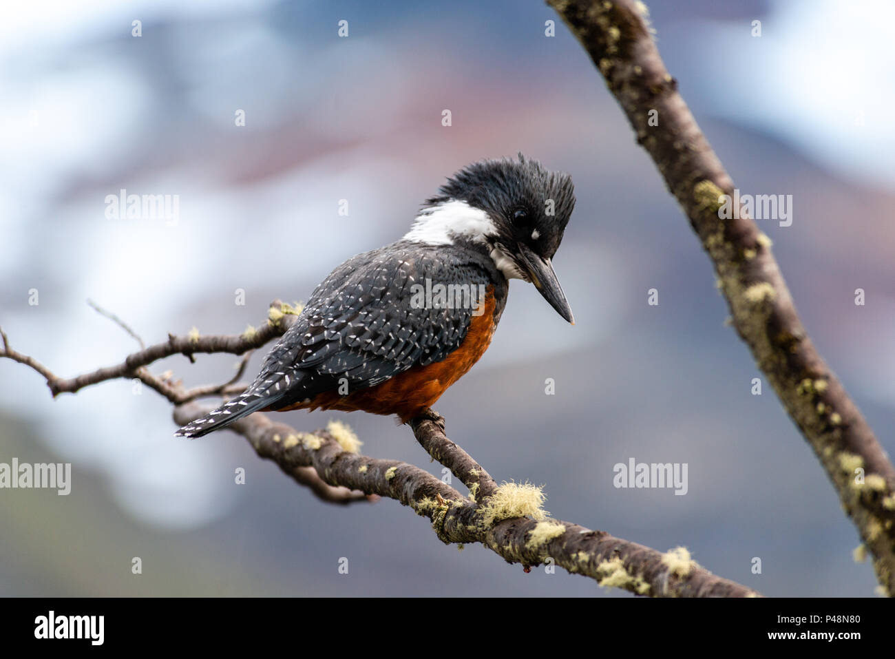 The ringed kingfisher (Megaceryle torquata) is a large, conspicuous and noisy kingfisher commonly found along the lower Rio Grande valley in southeast Stock Photo