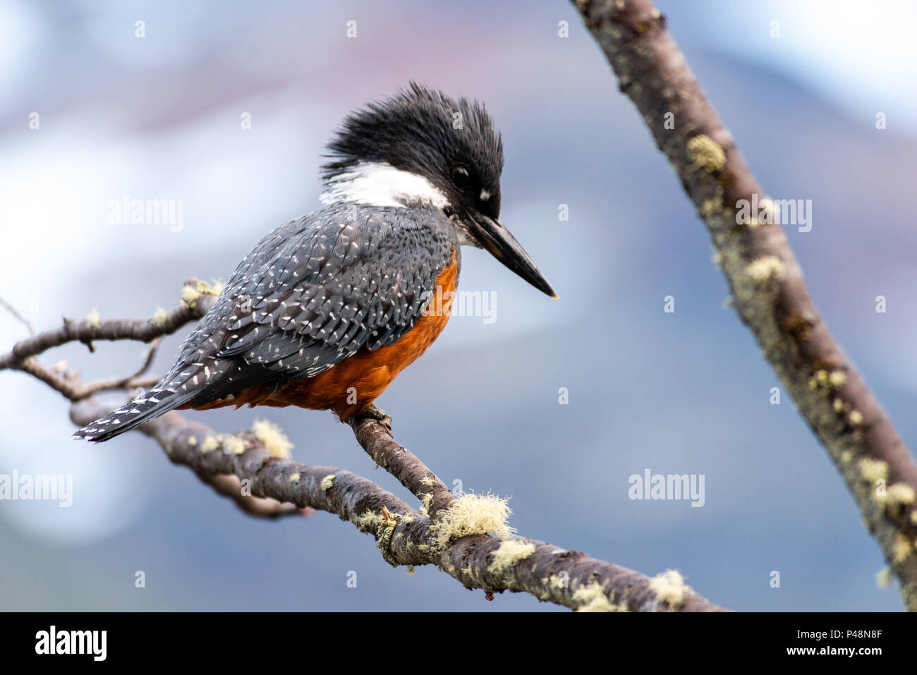 The ringed kingfisher (Megaceryle torquata) is a large, conspicuous and noisy kingfisher commonly found along the lower Rio Grande valley in southeast Stock Photo