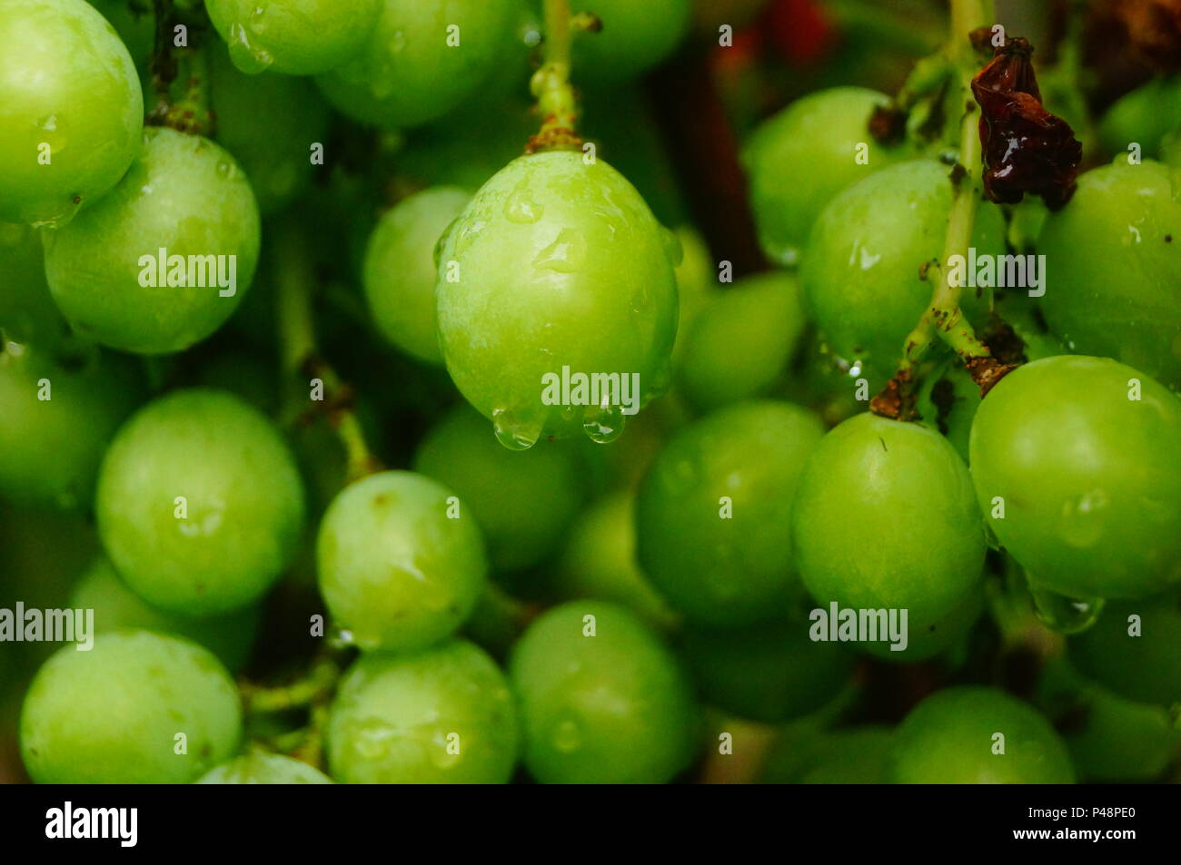 Bunch of green grapes on vine Stock Photo Alamy