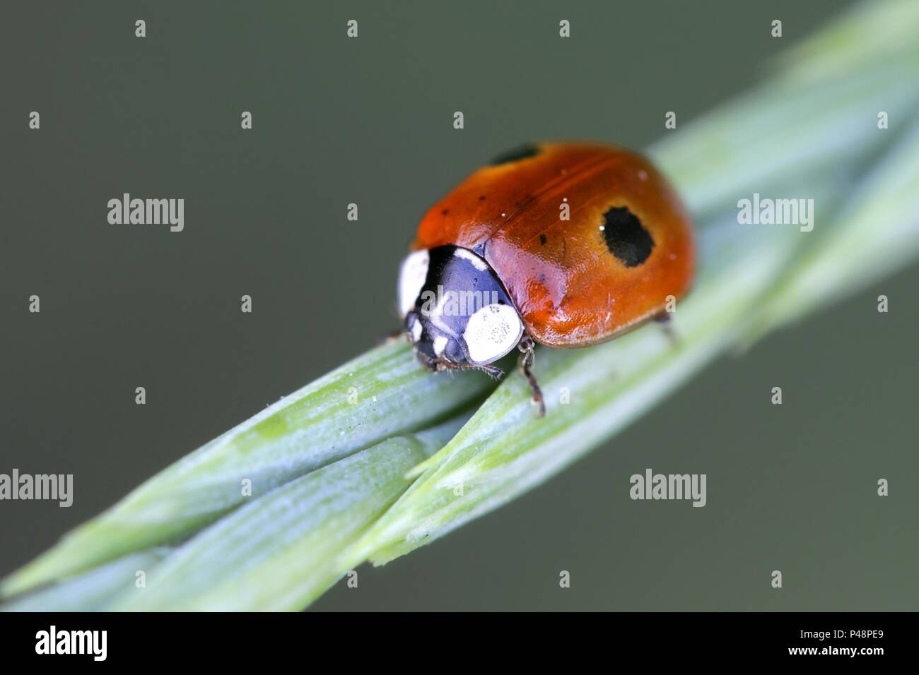 Two-spot ladybird or two-spotted ladybug,  Adalia bipunctata, used for biological pest control of aphids Stock Photo