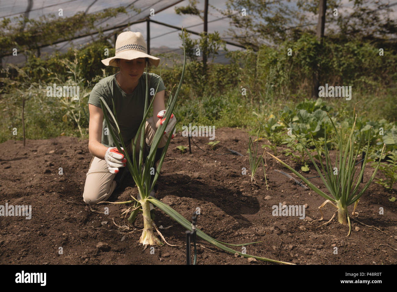 Farmer placing plant into soil Stock Photo