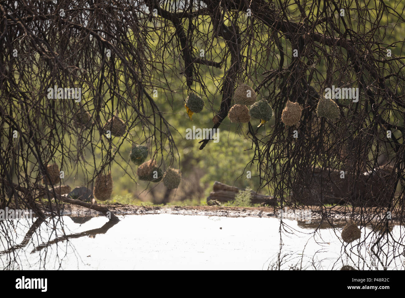 Weaver bird nests at a branch of the tree Stock Photo