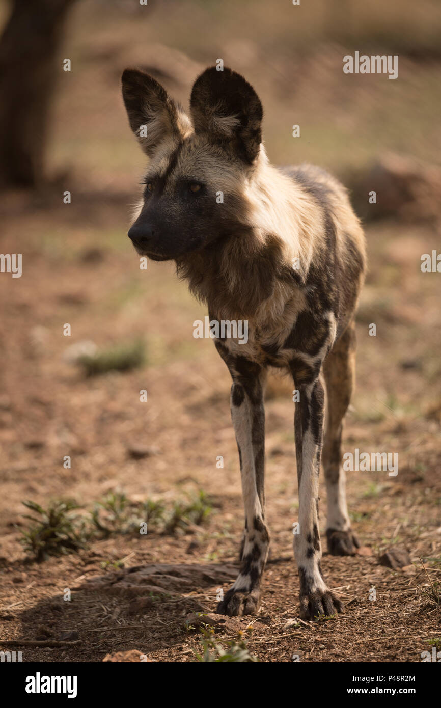 African wild dog at safari park Stock Photo