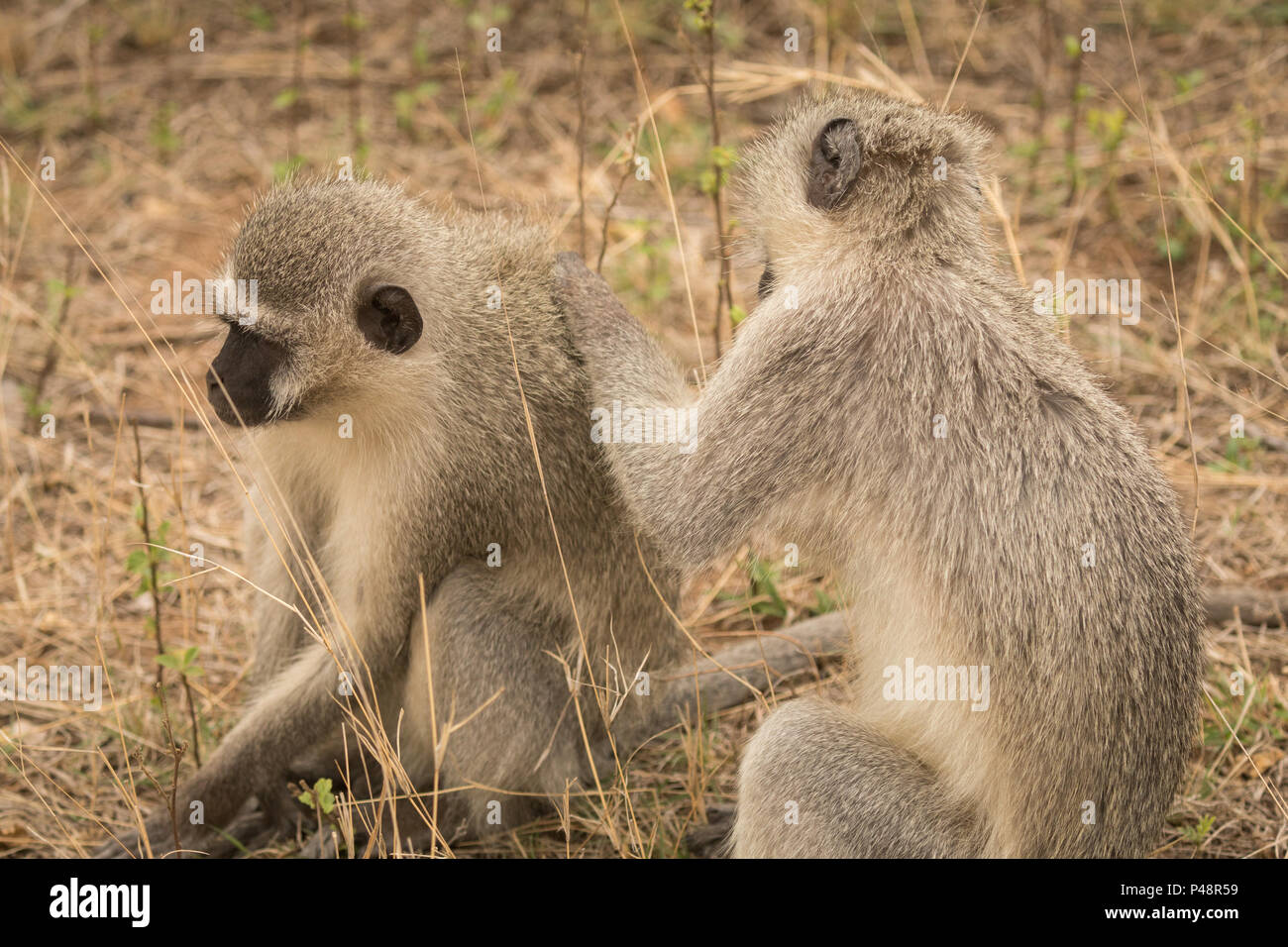 Monkeys in safari park Stock Photo - Alamy