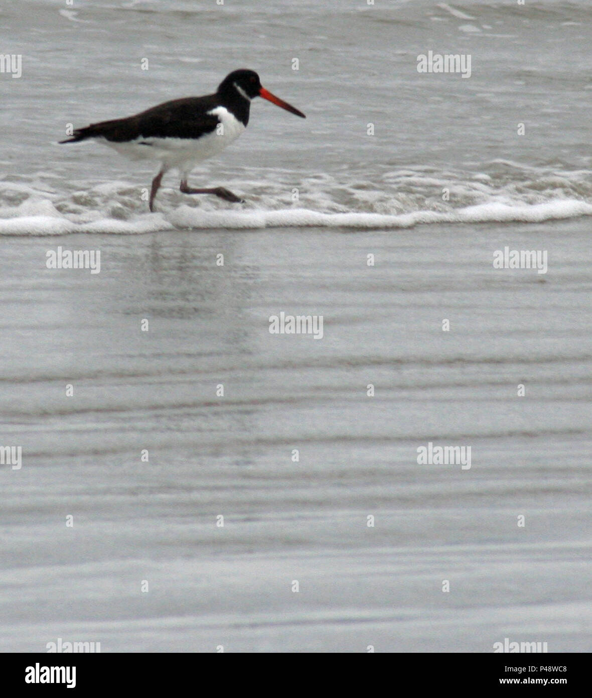 Oystercatchers Stock Photo