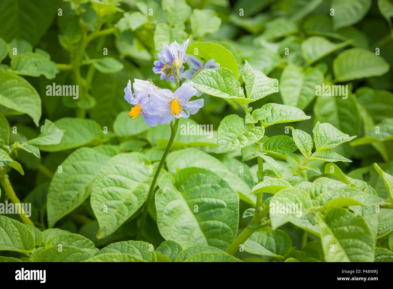 Flowers on early Potato Swift in June in UK Stock Photo