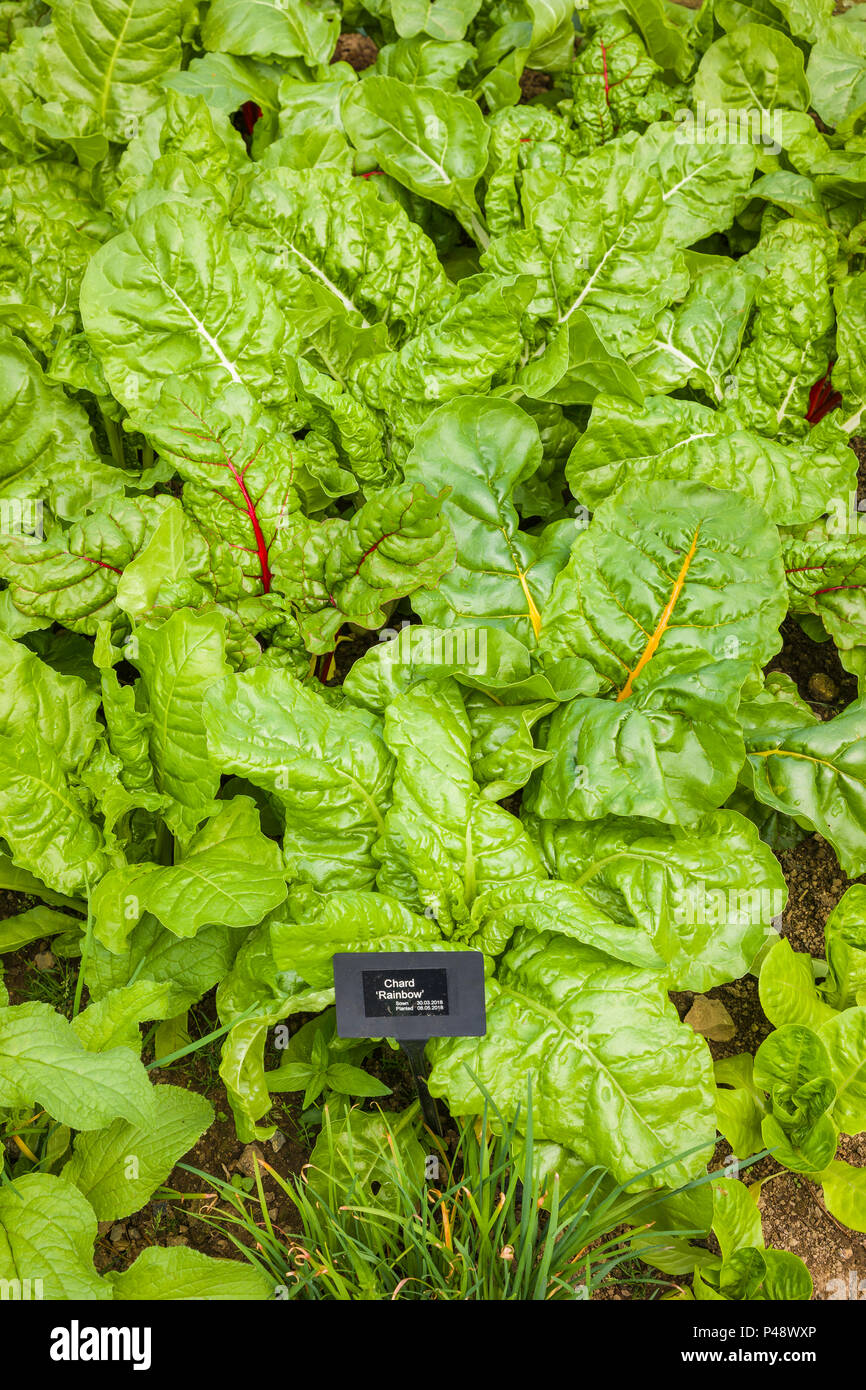 English vegetable garden hires stock photography and images Alamy