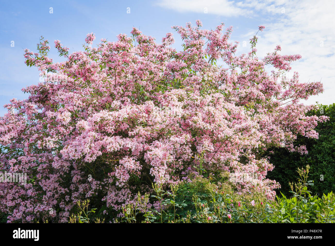 Pink flowering tree Kolkwitzia amabilis Pink Cloud in an English garden in June Stock Photo