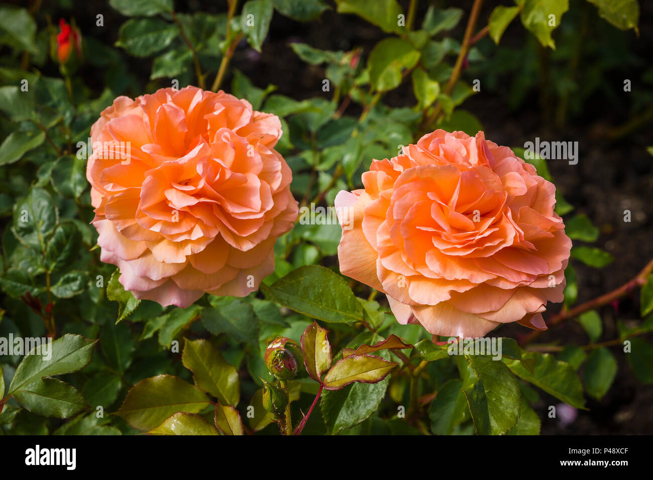 Two flowers of Rosa Louise Clements flowering in June in UK Stock Photo