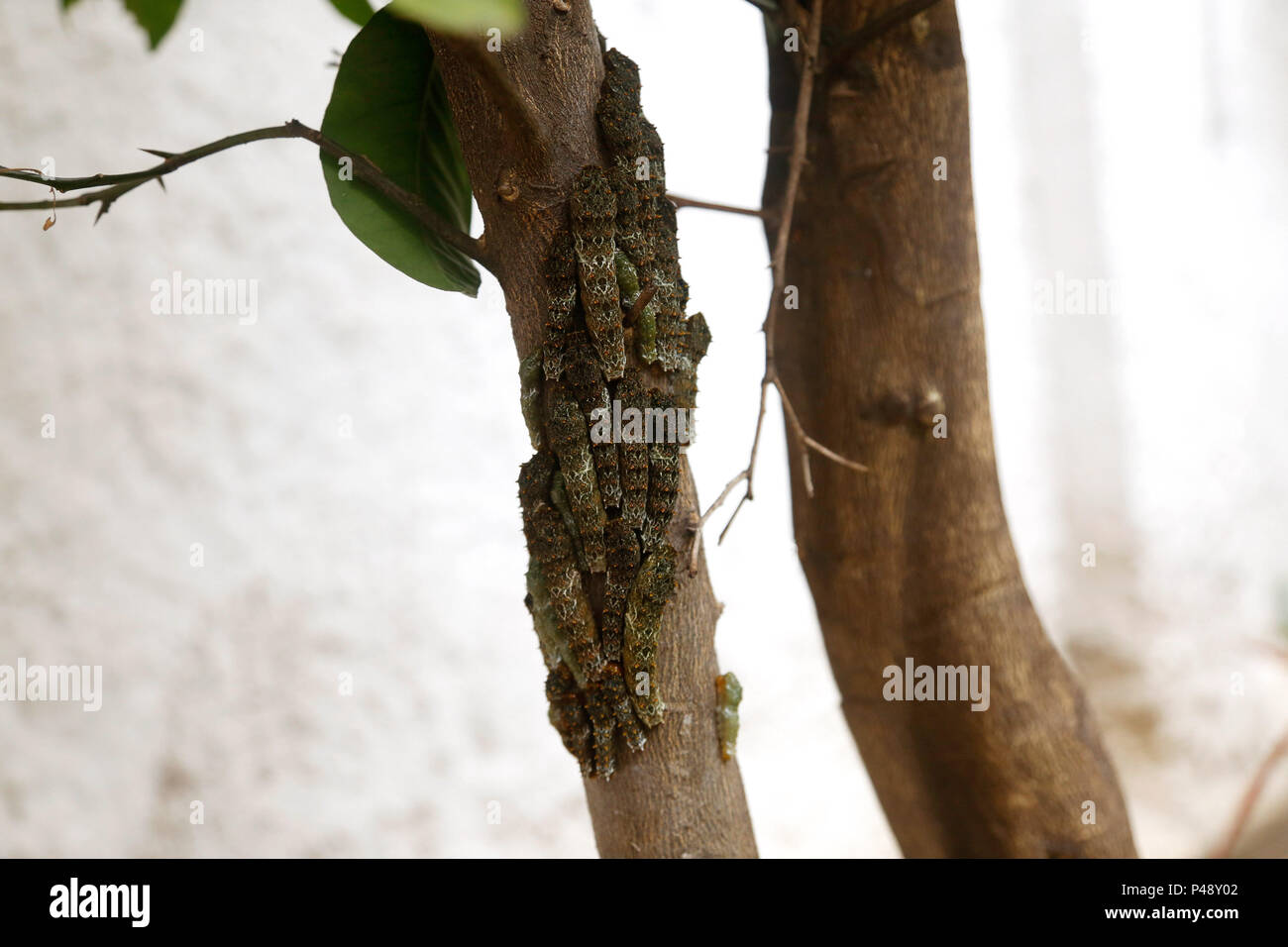 SÃO PAULO,SP -19.05.2015: LAGARTAS EM LARANJEIRAS - Lagartas comem folhas e troncos em laranjeiras. (Foto: Aloisio Mauricio/Fotoarena) Stock Photo