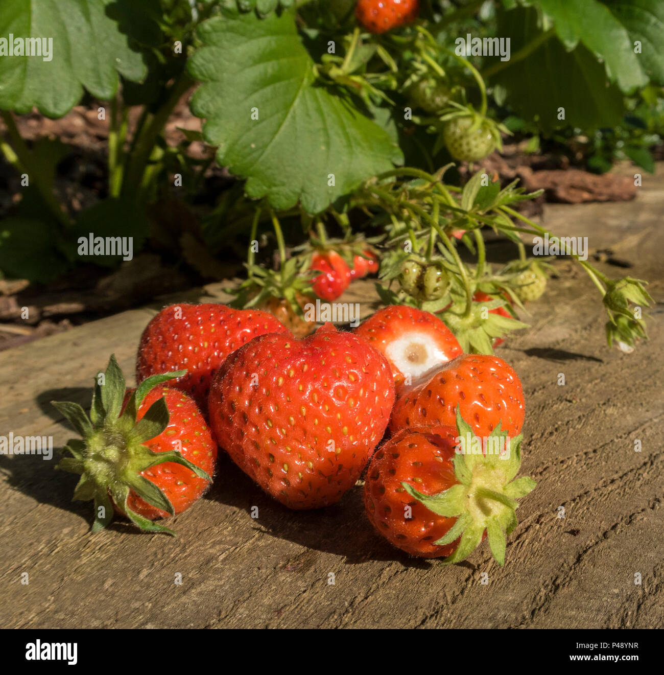 Strawberry Cambridge Favourite, fragaria x ananassa, strawberries growing on the plant Stock Photo