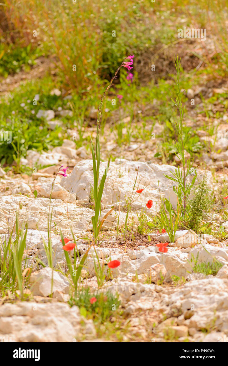 Flowers of the Kamenjak, Istria, Croatia on adriatic coast. Stock Photo