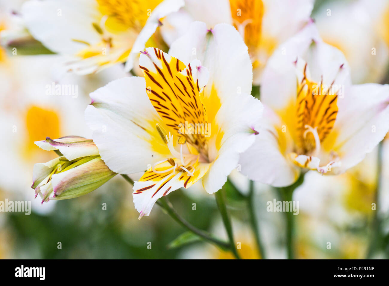 A white and yellow Peruvian lily 'Apollo' (Alstroemeria 'Apollo') Stock Photo