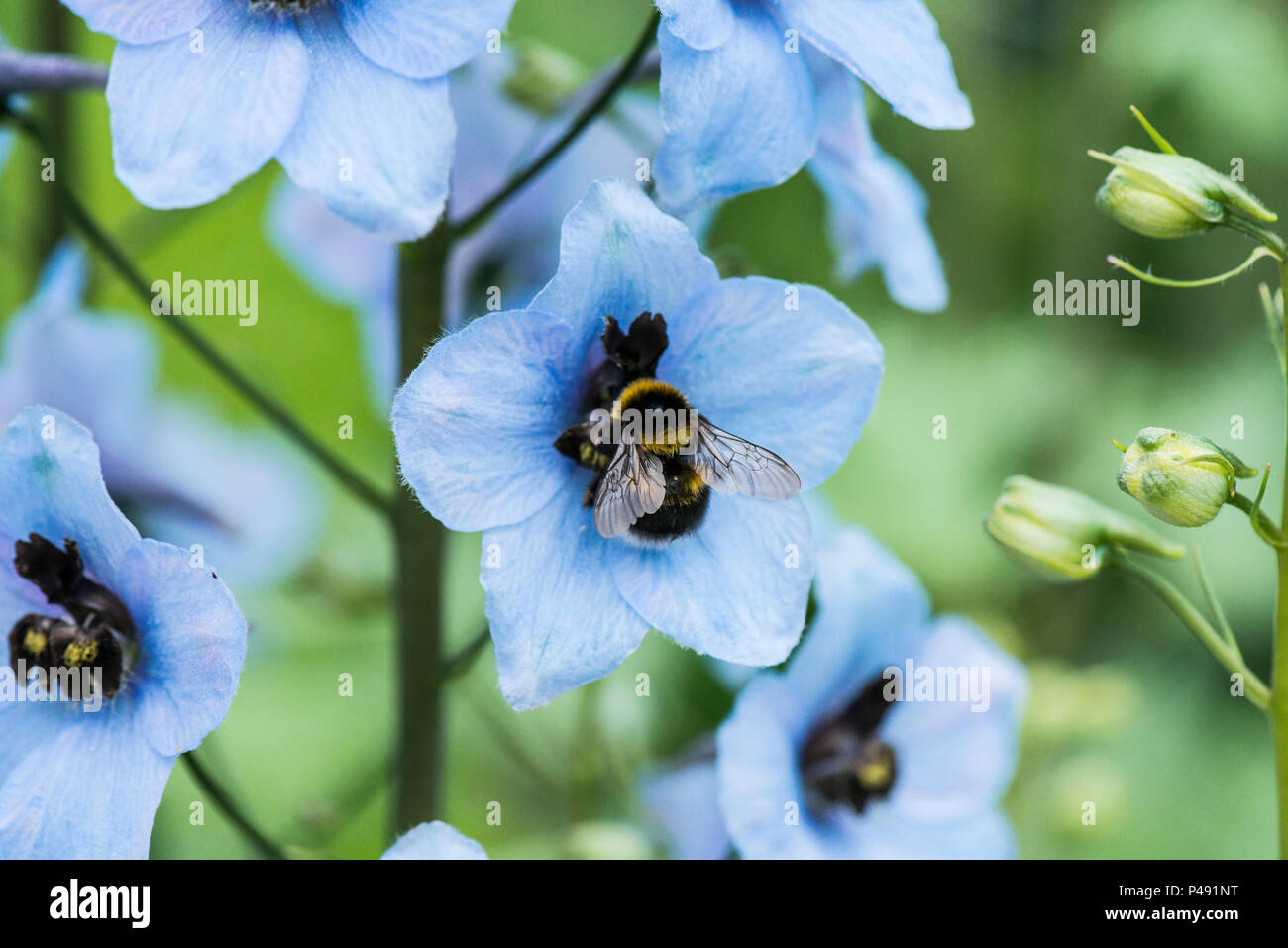 A garden bumblebee (Bombus hortorum) on a pale blue Delpinium Stock Photo