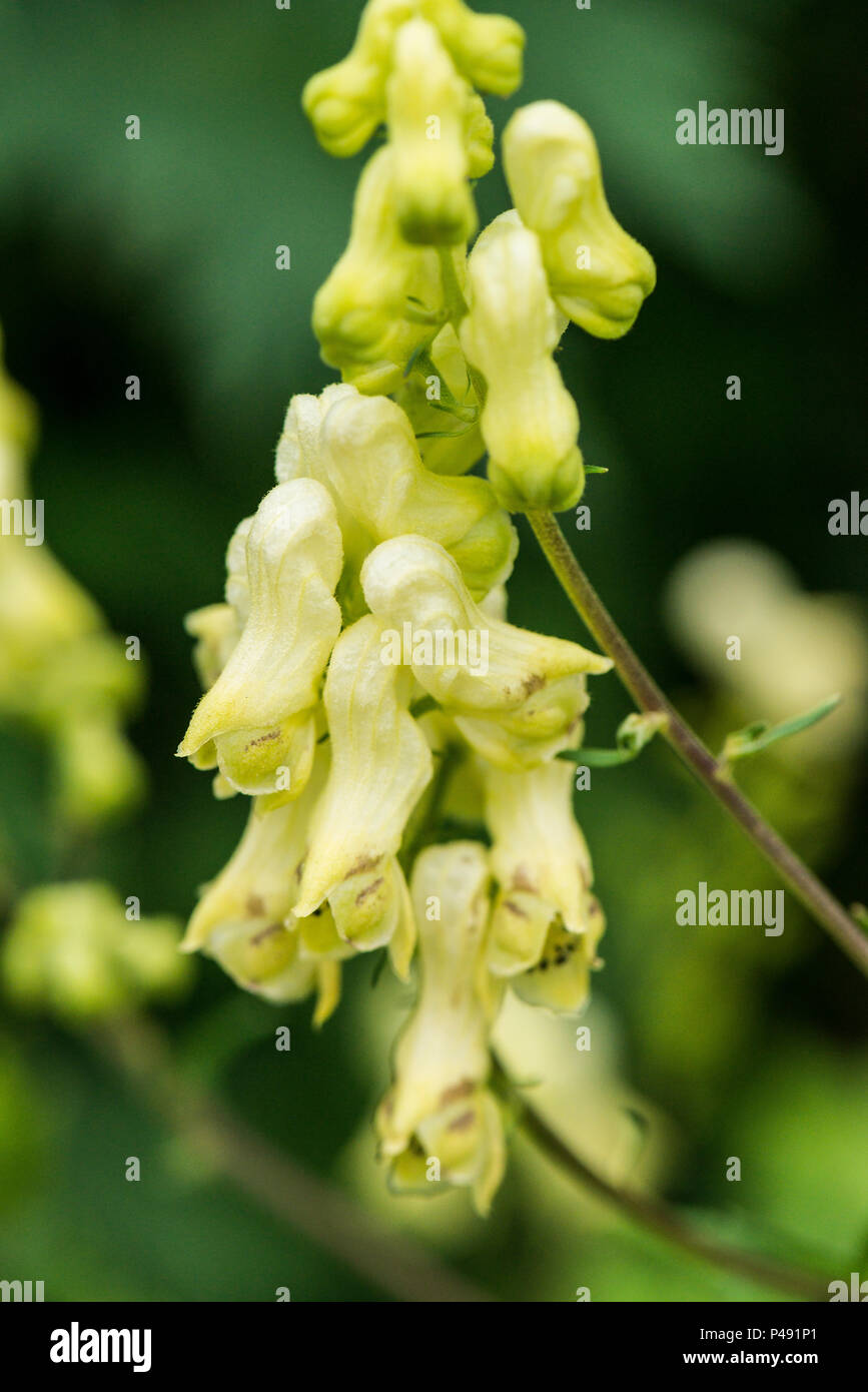 The flowers of a wolf's-bane (Aconitum lycoctonum) Stock Photo