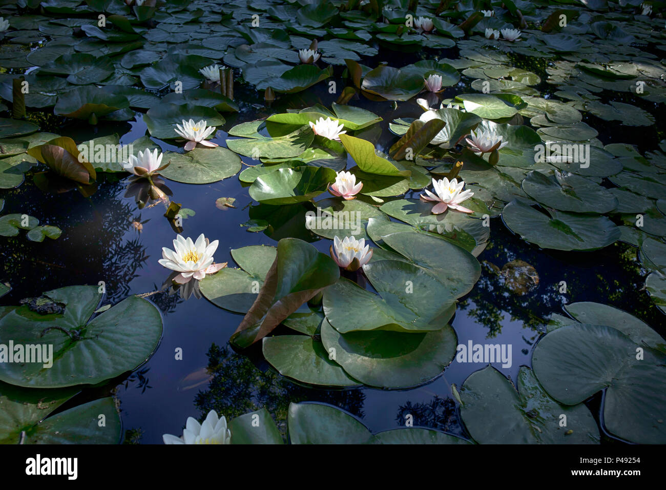 the nymphaea virginalis in the backlight at sunset in the botanical garden Stock Photo