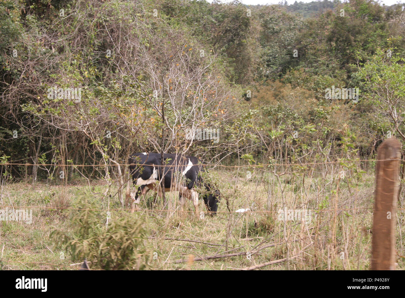 PIRACAIA, SP – 18.08.2015: AREA RURAL DE PIRACAIA E JOANÓPLIS  Imagens de área rural de Piracaia e Joanópolis região nordeste do Estado de São Paulo. Orelhão, animais pastando, rua de terra, trator, casinha abandonada.  (Foto: Eliane Neves  / Fotoarena) Stock Photo