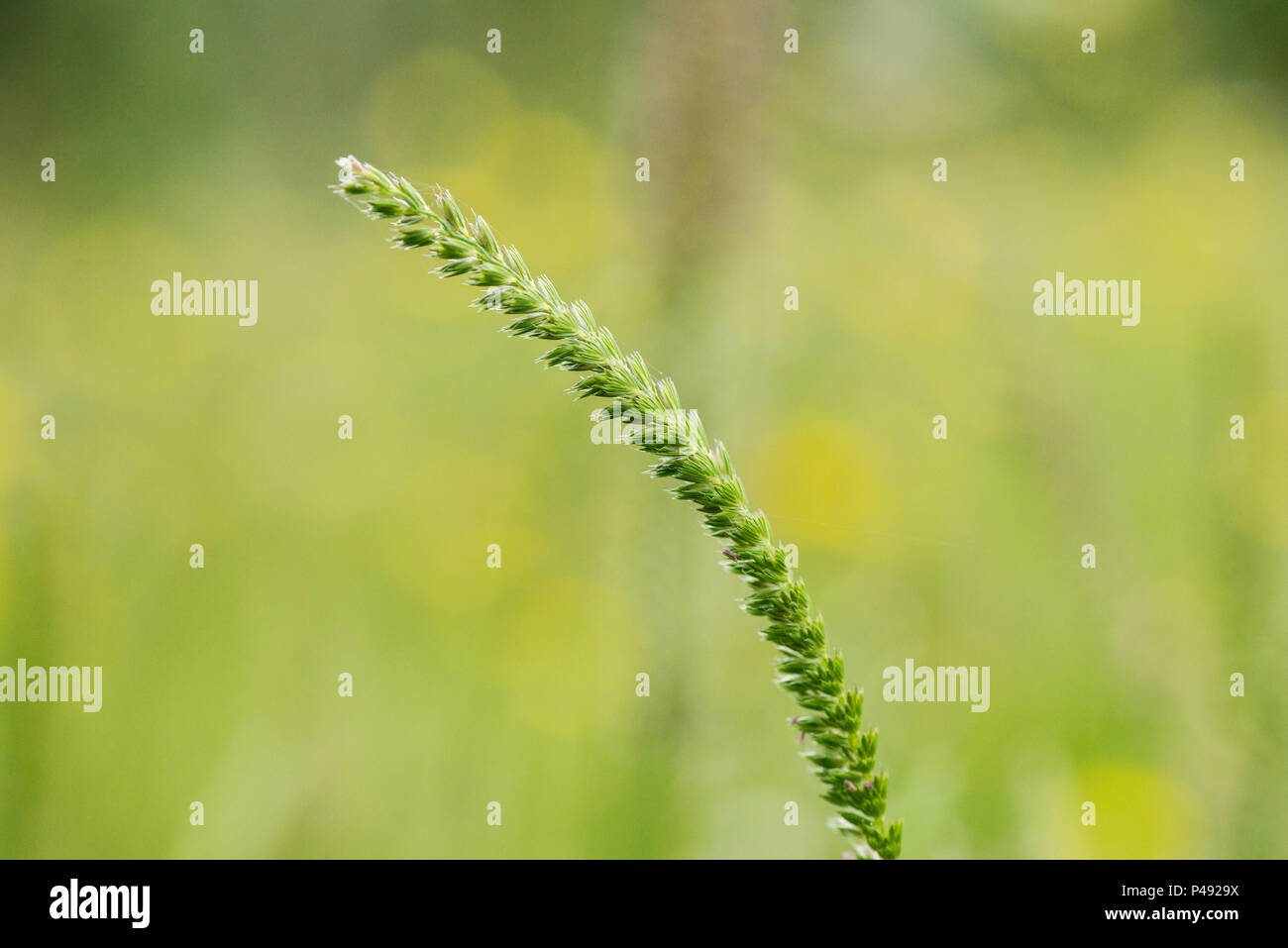A crested dog's-tail grass (Cynosurus cristatus) seed head Stock Photo