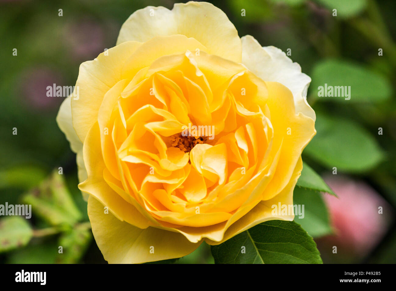 The flower of a Graham Thomas English climbing rose Stock Photo
