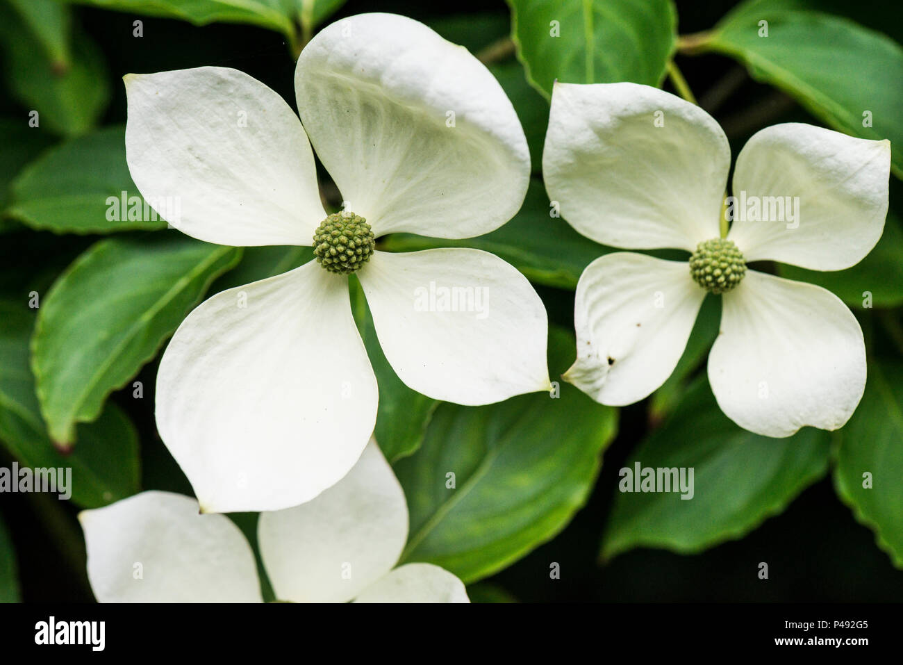 The white flower-like bracts of a kousa (Cornus kousa) Stock Photo