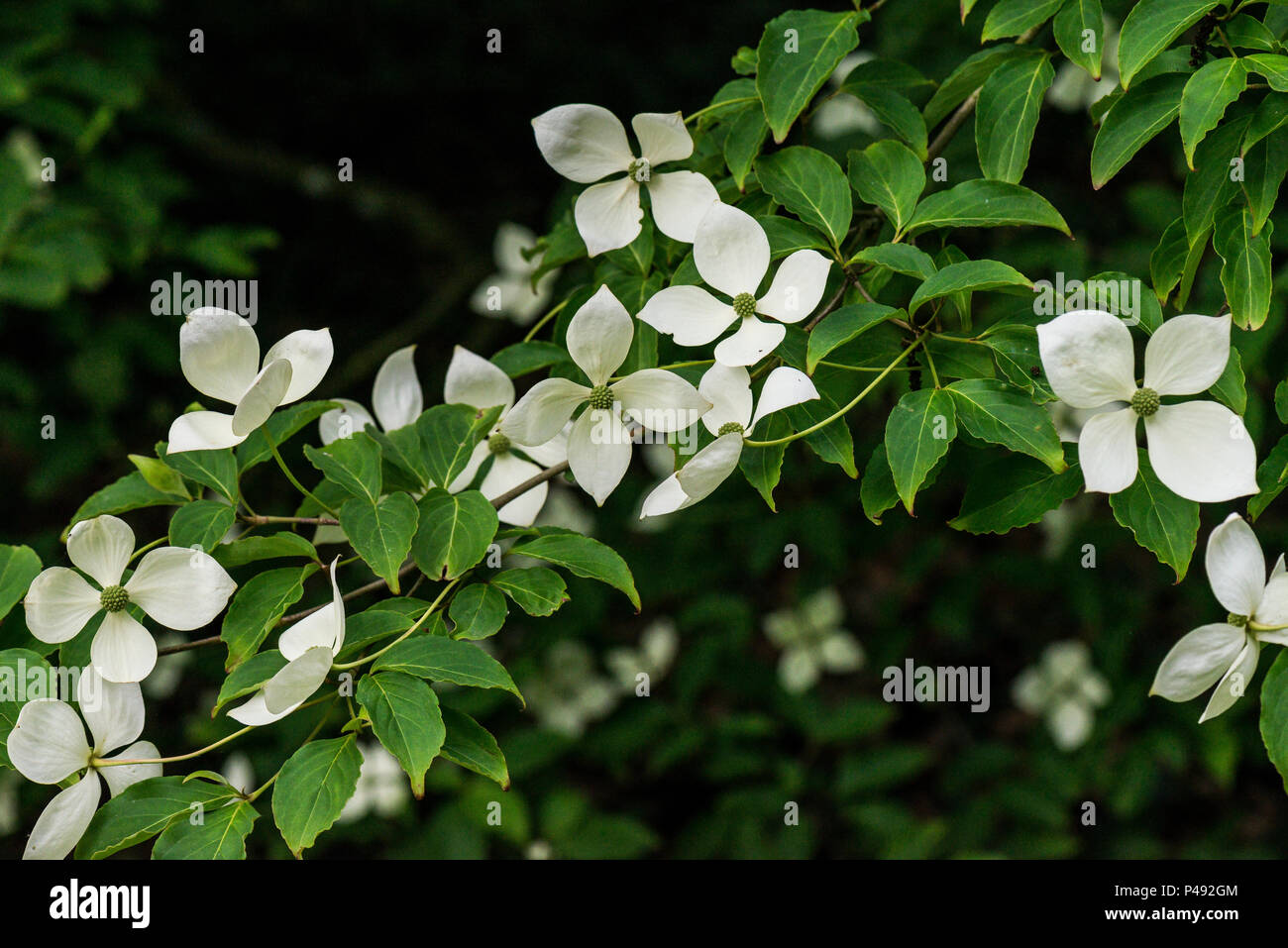 The white flower-like bracts of a kousa (Cornus kousa) Stock Photo