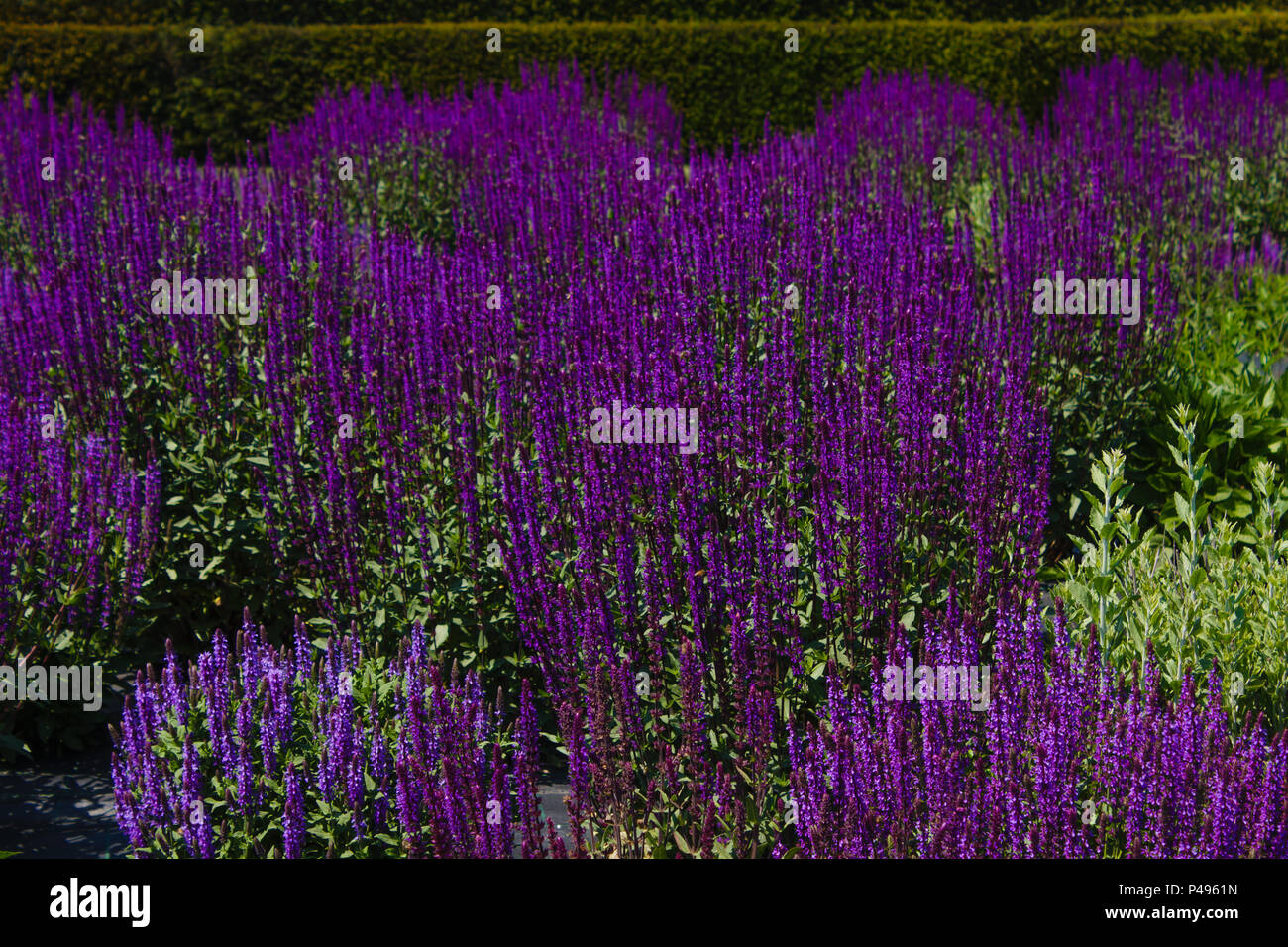 a rich flowering of purple sage flowers in the garden Stock Photo Alamy