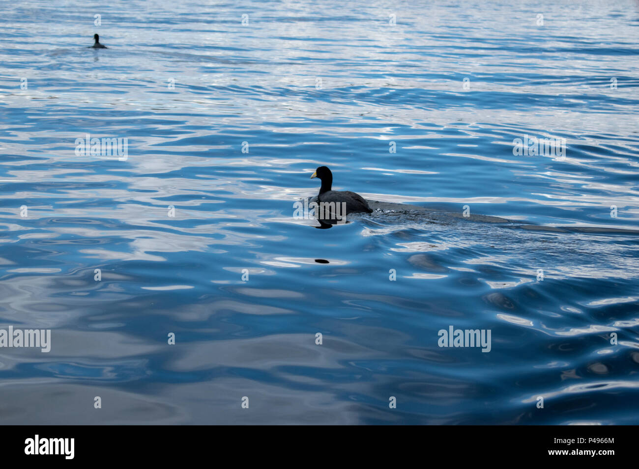 Duck in the water Stock Photo