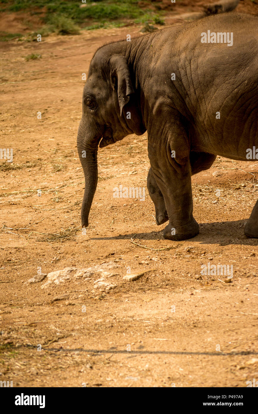 Indian elephant and baby hires stock photography and images Alamy