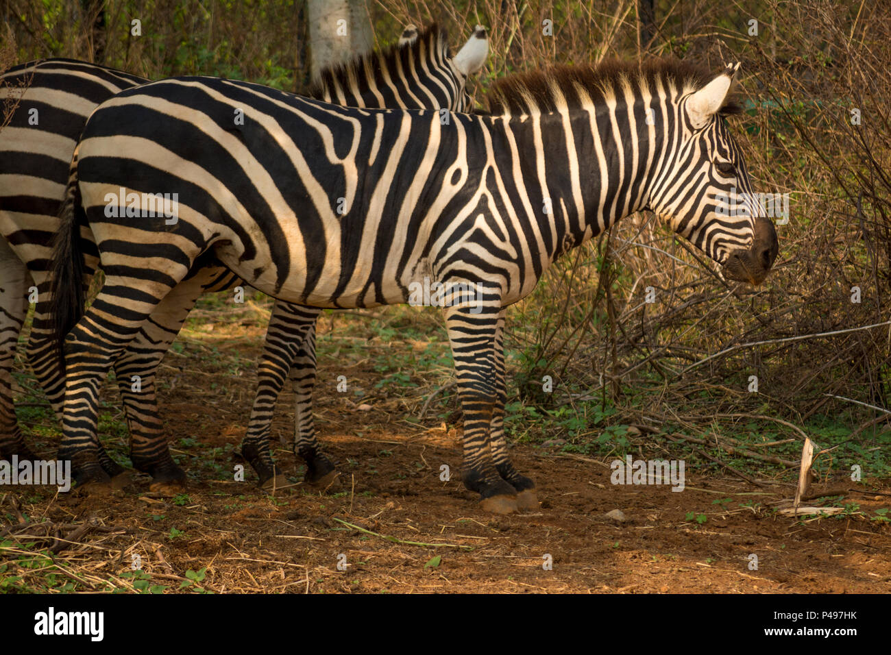 Zebras grazing in captivity, Bangalore India Stock Photo