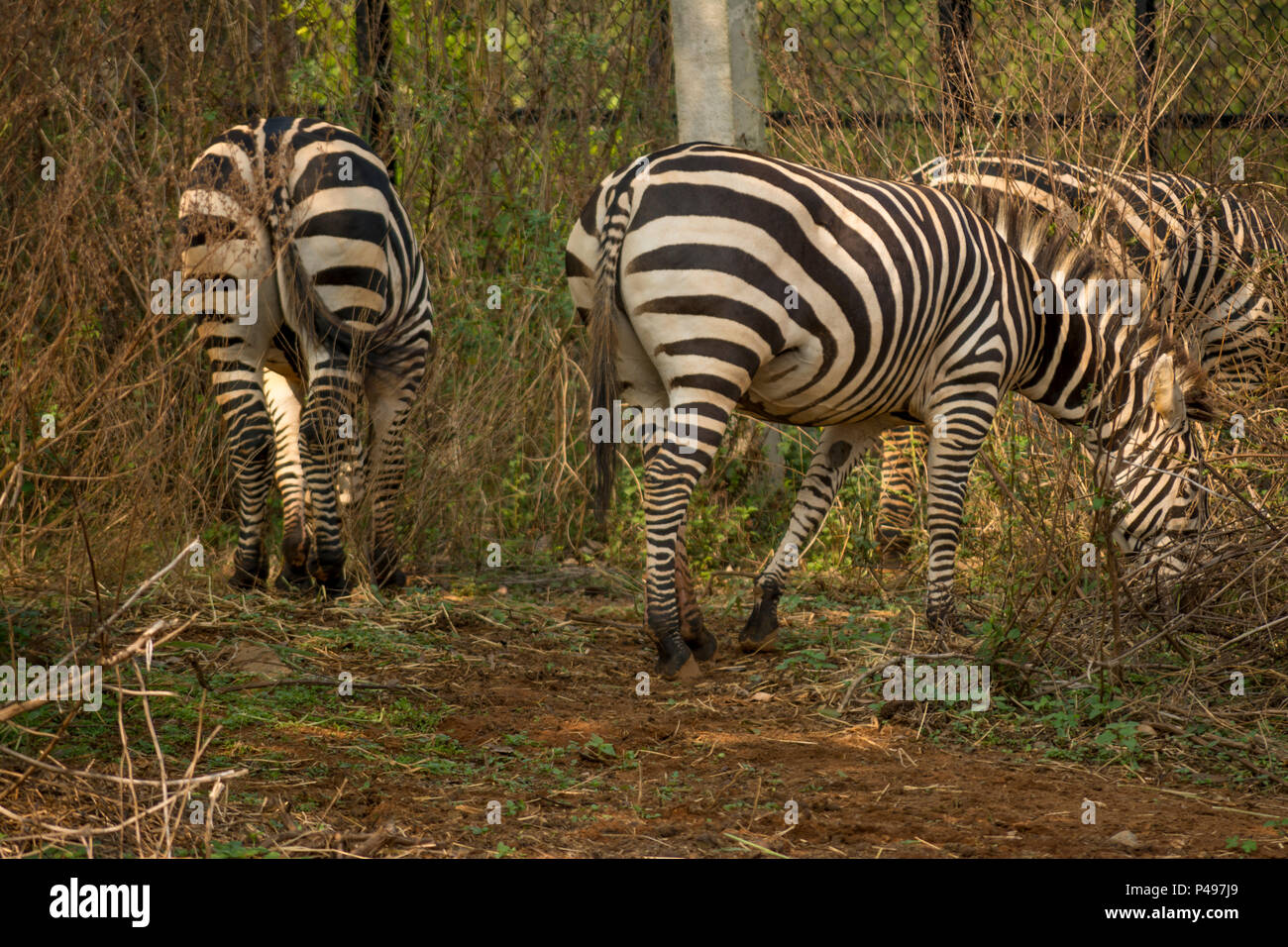 Zebras grazing in captivity, Bangalore India Stock Photo