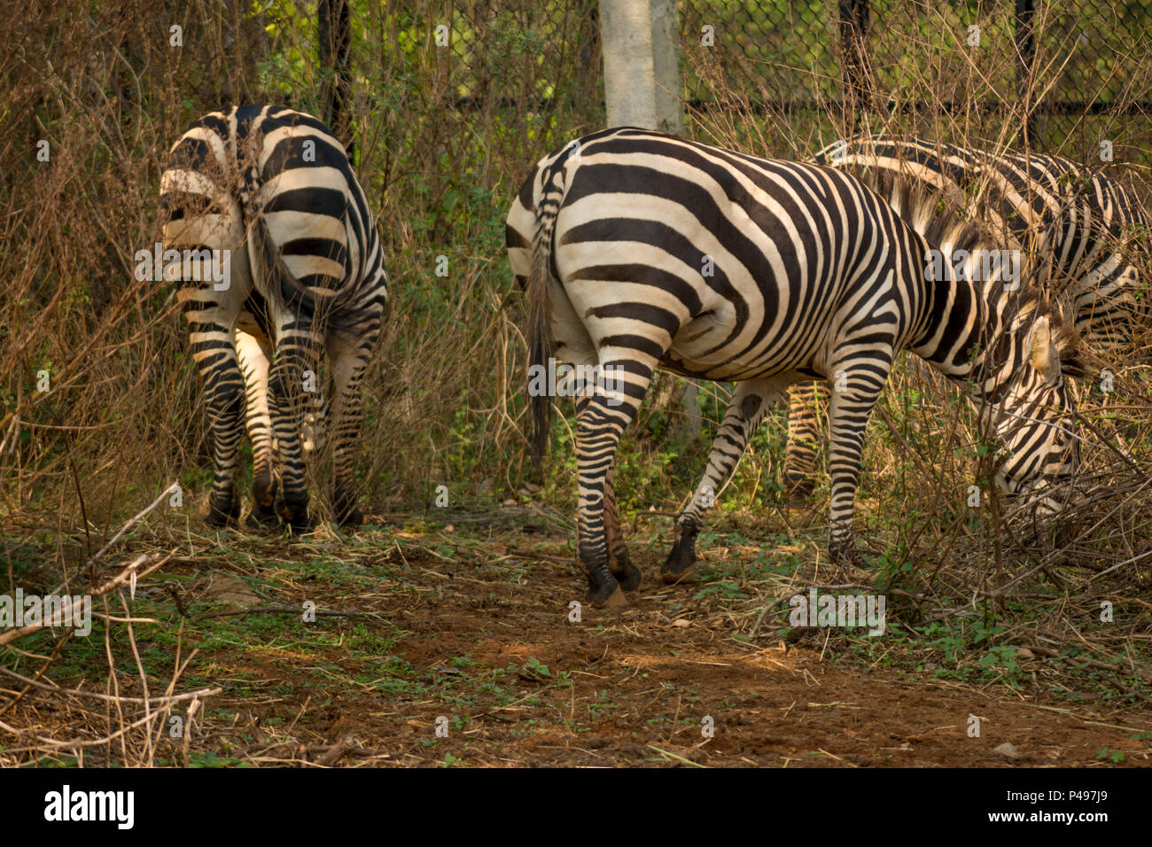 Zebras grazing in captivity, Bangalore India Stock Photo Alamy
