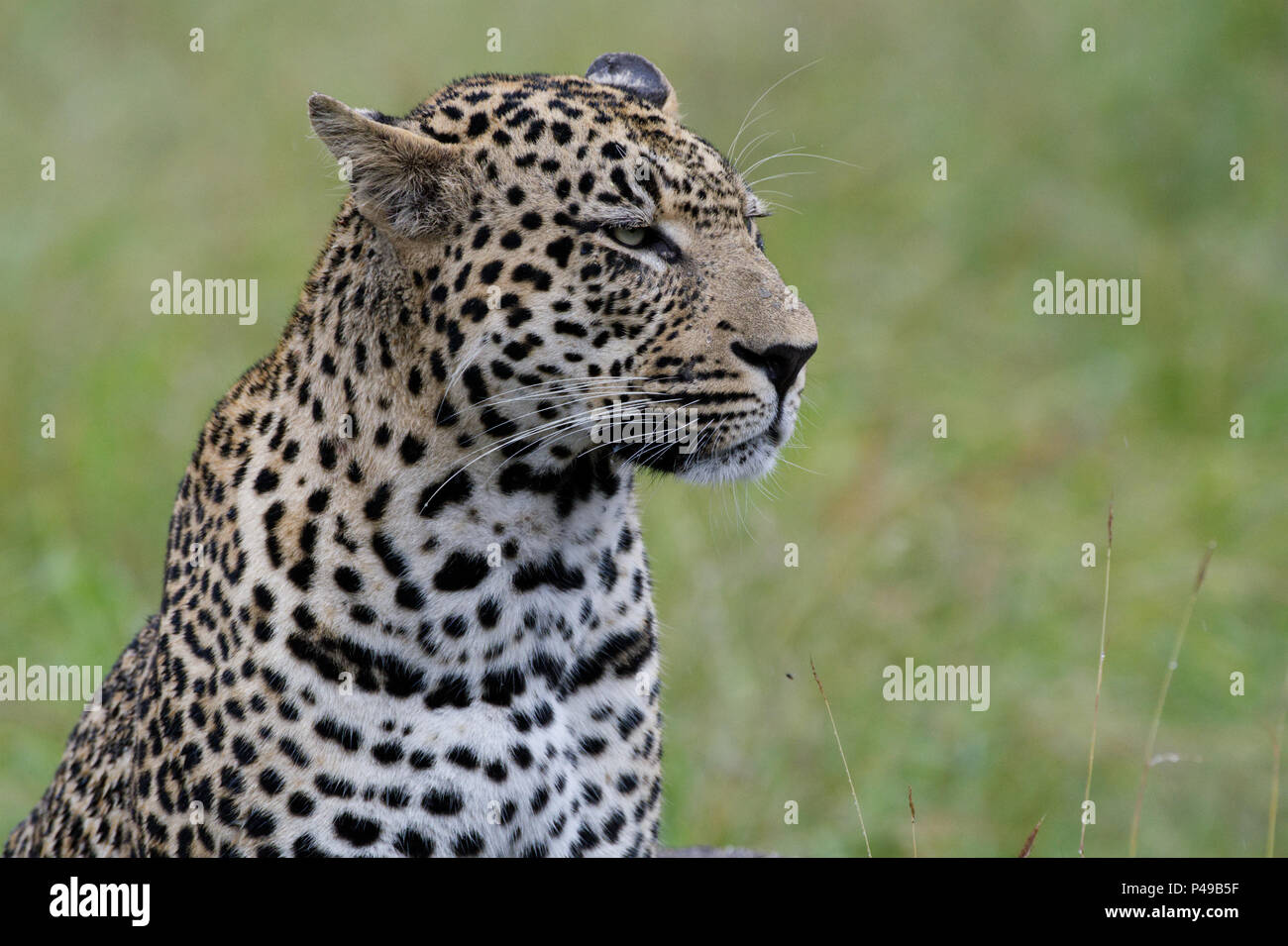 African safari and wildlife adventure with leopards Stock Photo