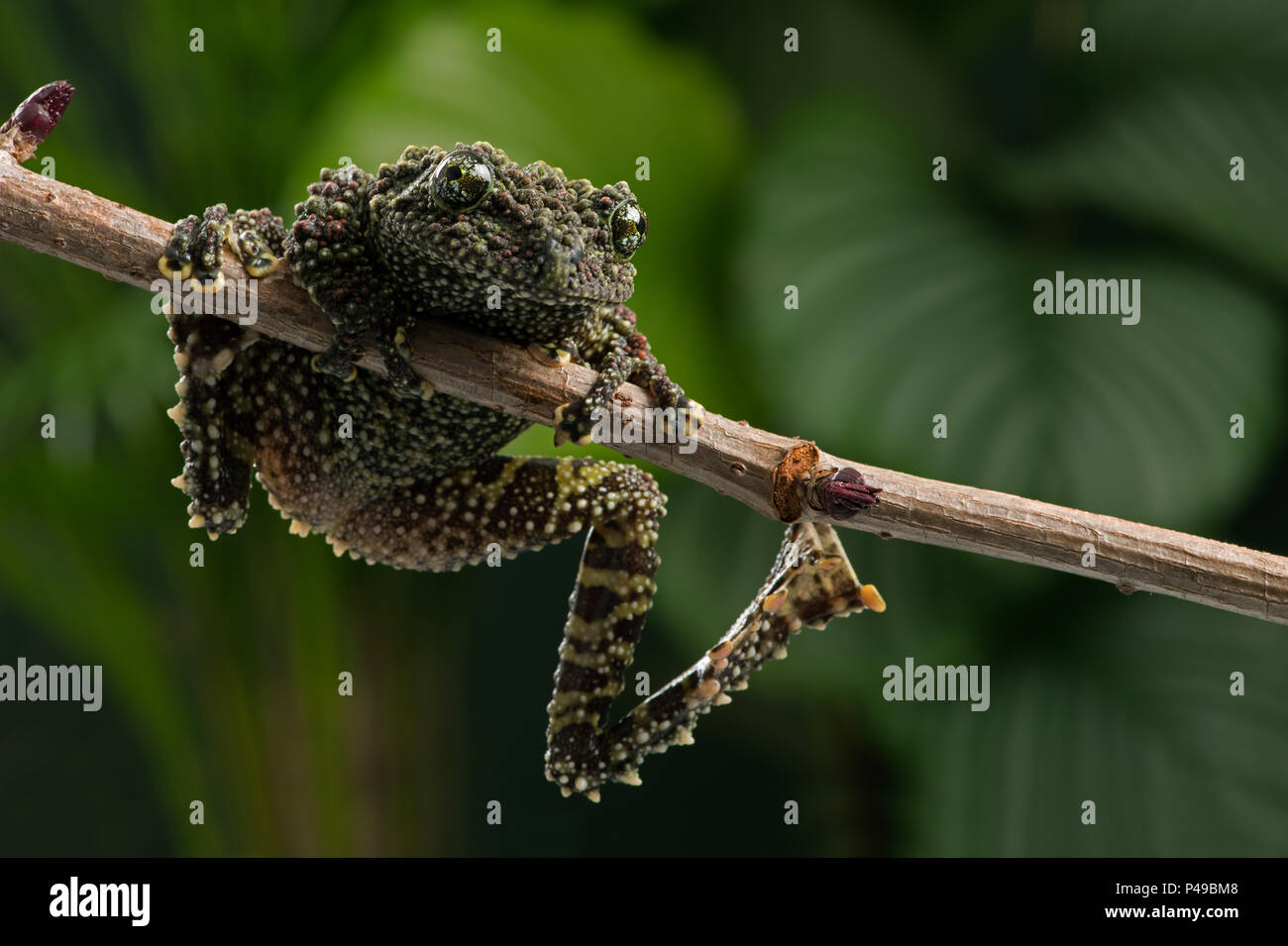 Vietnamese Mossy Frog (Theloderma corticale Stock Photo Alamy