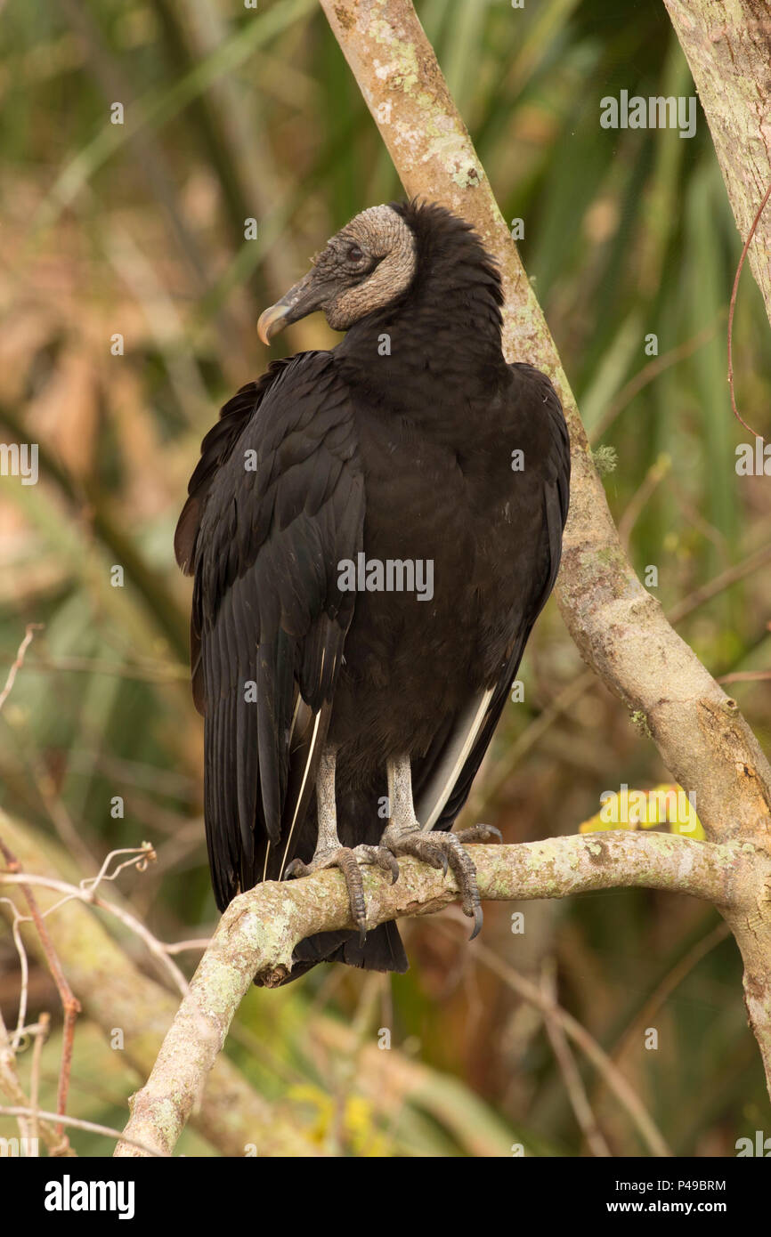 Black vulture (Coragyps atratus), Lake Woodruff National Wildlife ...