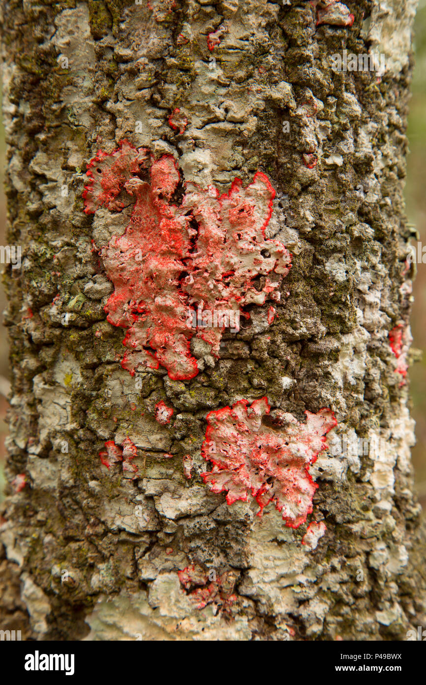 Red blanket lichen, Lake Woodruff National Wildlife Refuge, Florida