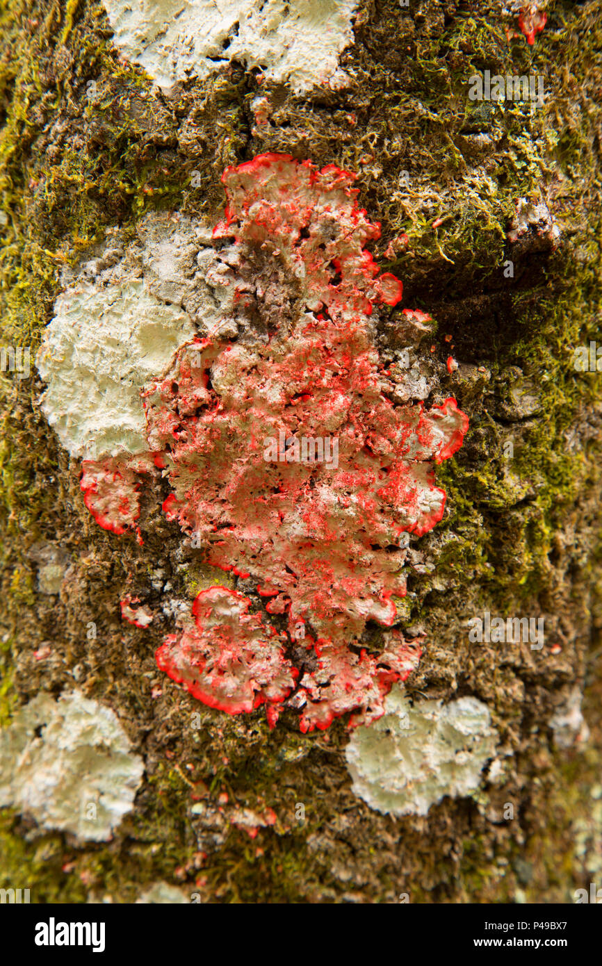 Red blanket lichen, Lake Woodruff National Wildlife Refuge, Florida