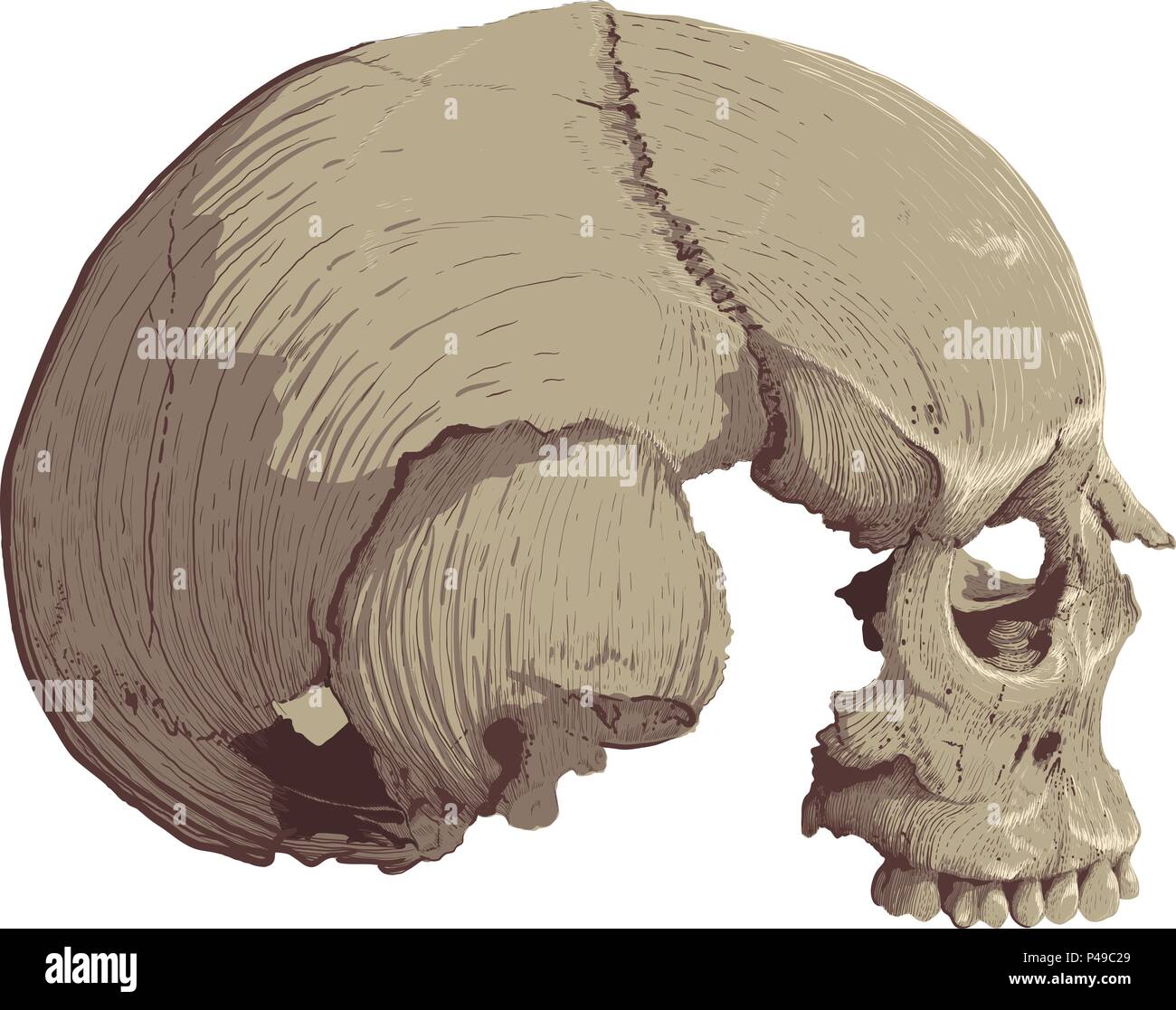 skull in profile Stock Vector