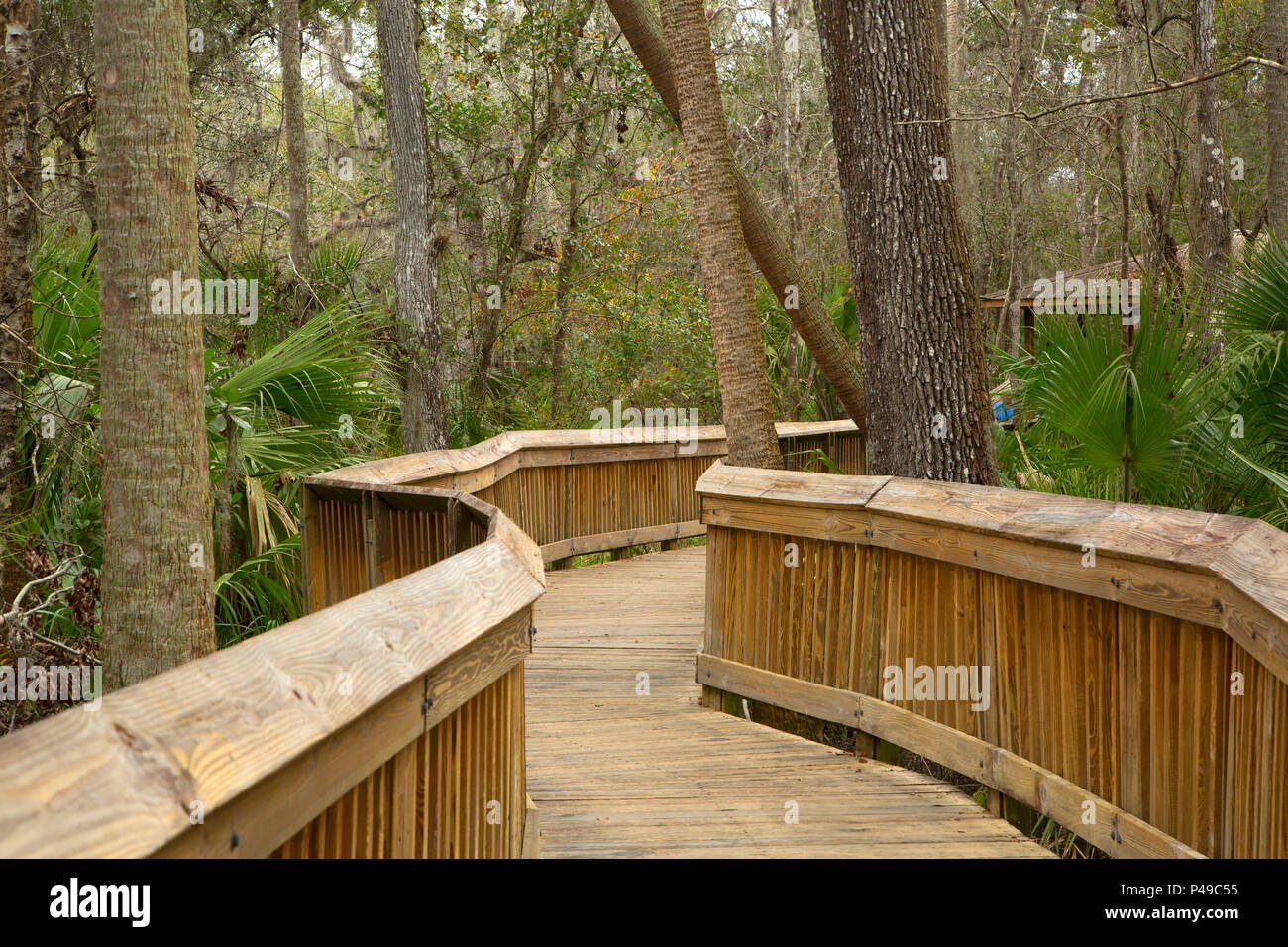 Boardwalk, Blue Spring State Park,  Florida Stock Photo